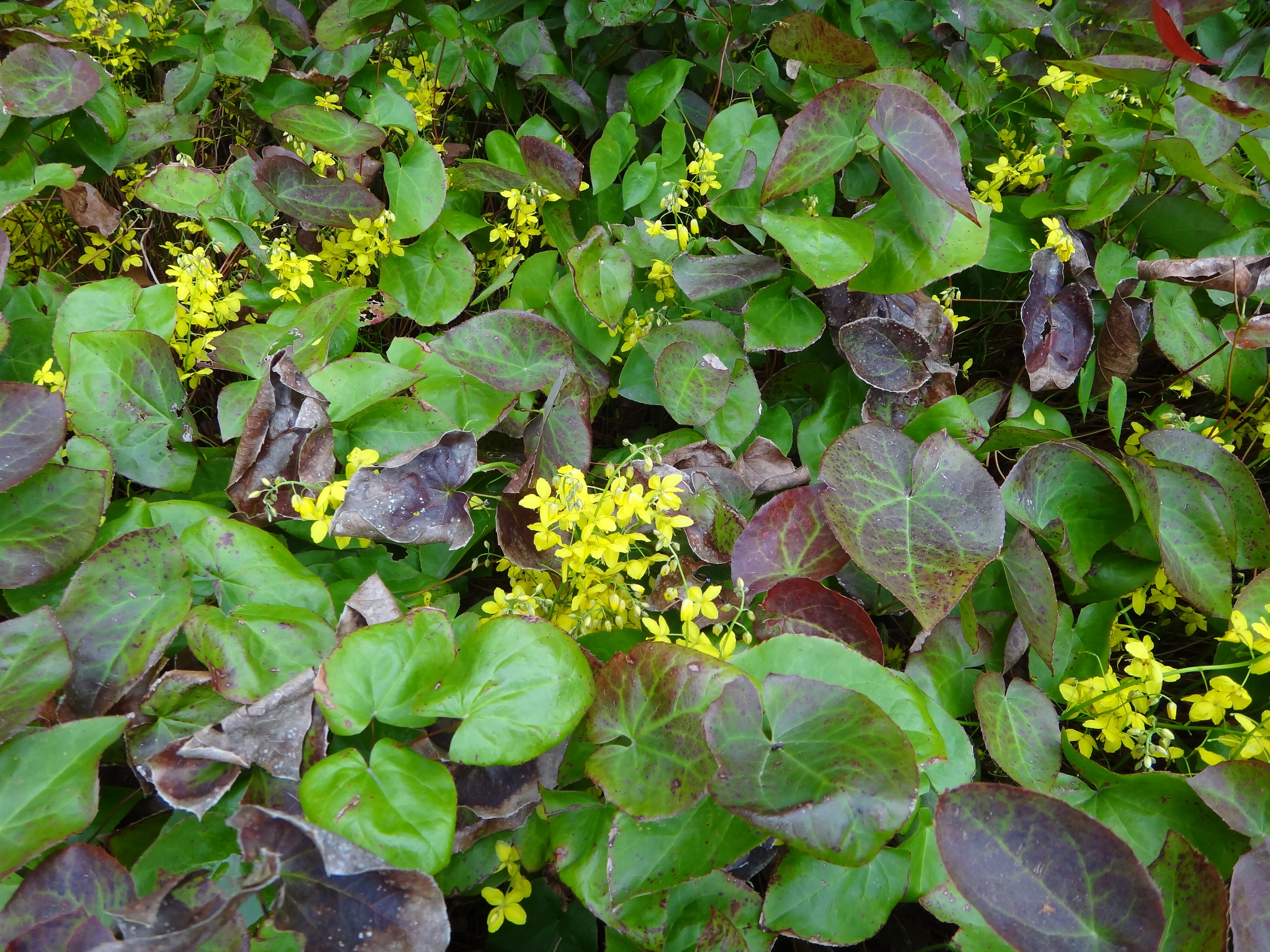 Epimedium X versicolor Sulphurea 1