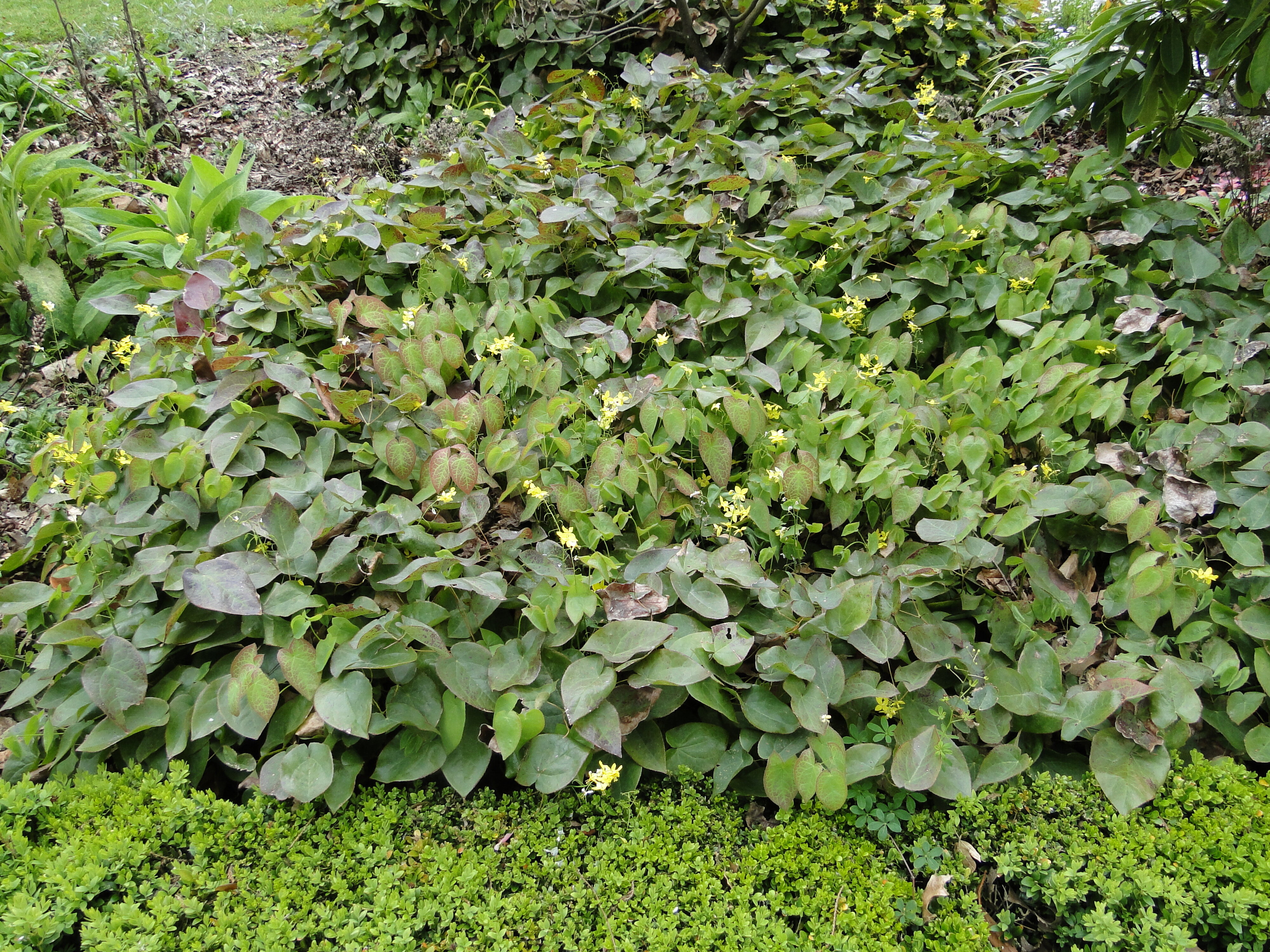 Epimedium x versicolor Sulphureum 4