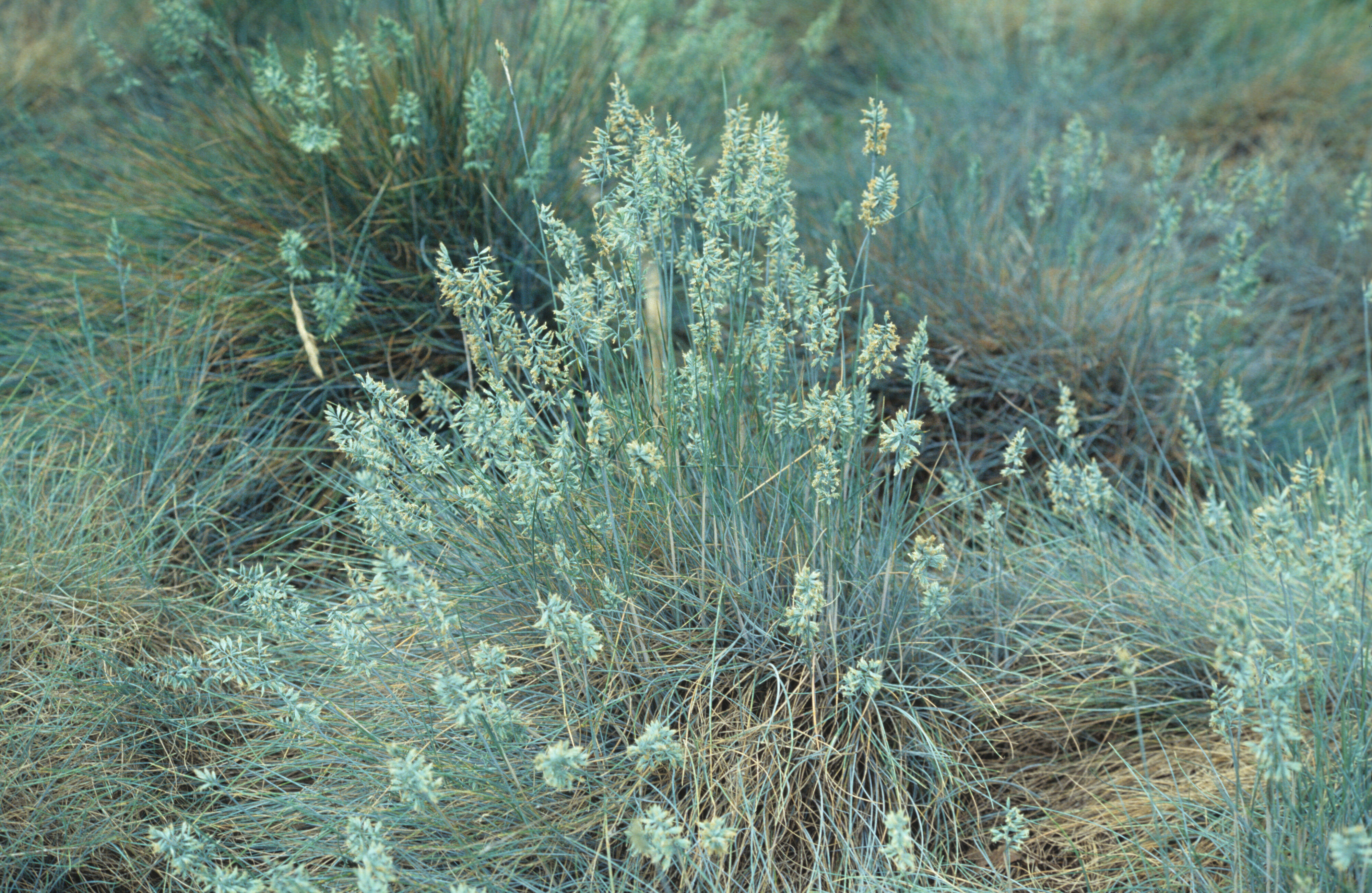 Festuca ovina Glauca
