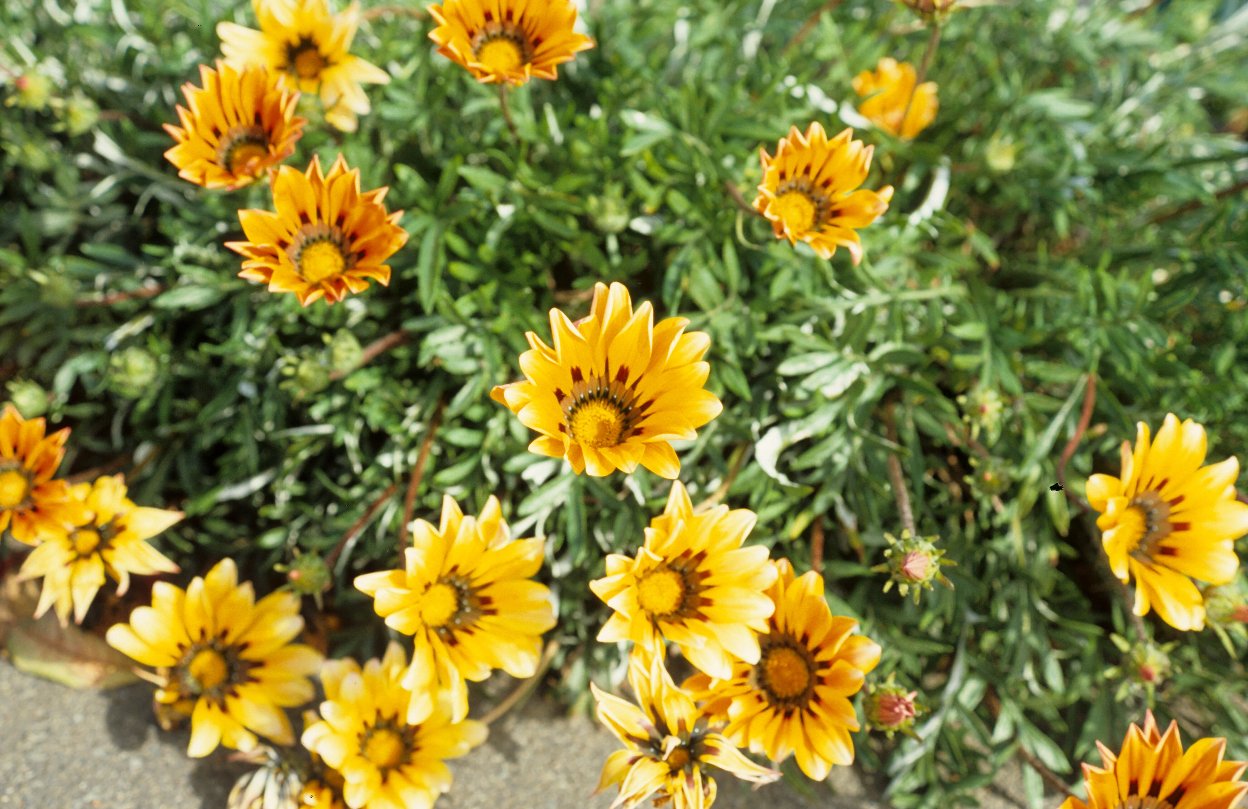 Gazania ringens 1