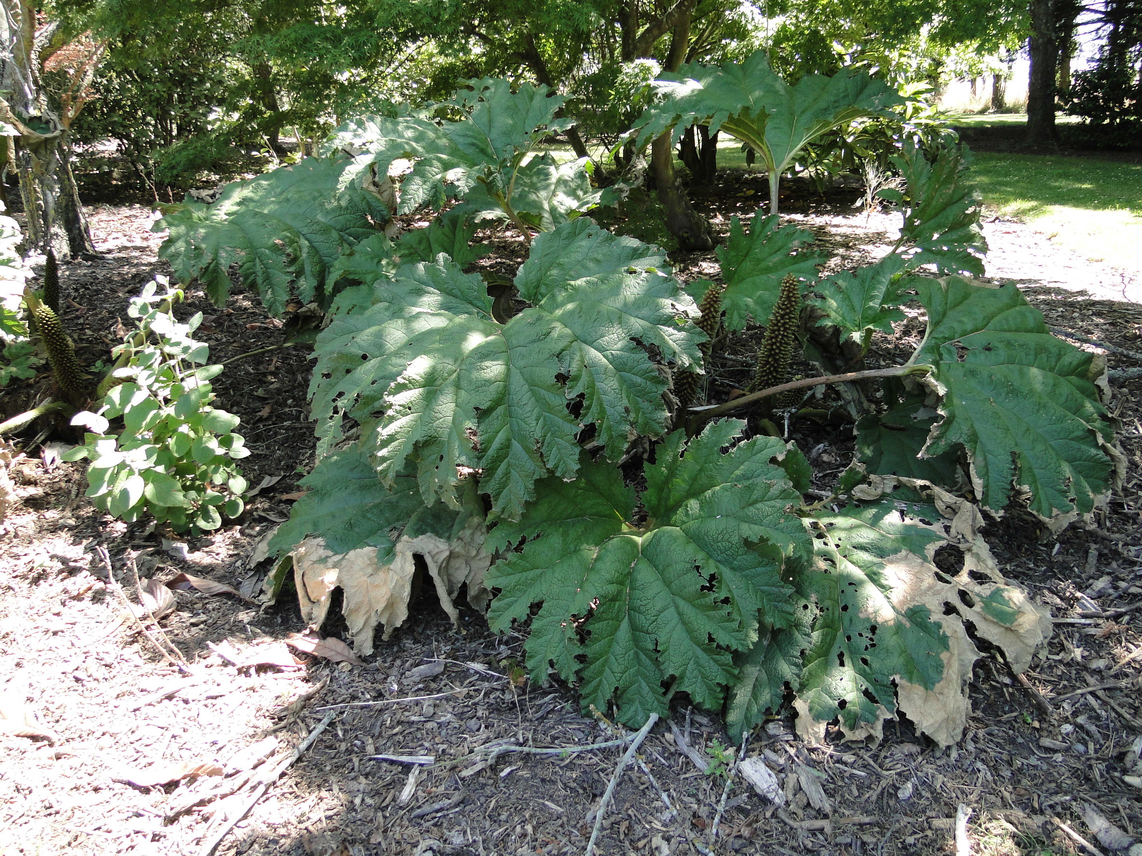 Gunnera manicata
