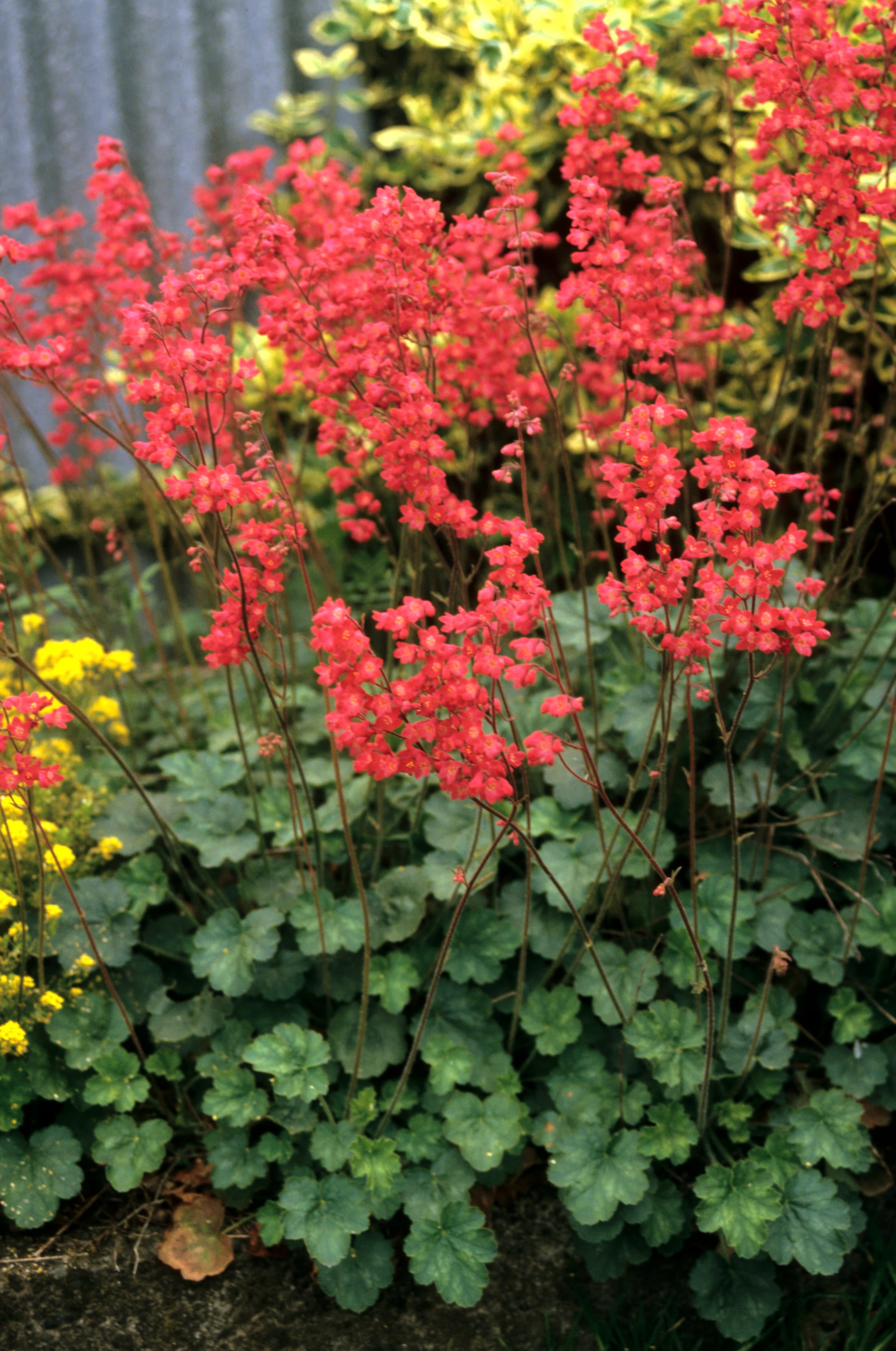 Heuchera sanguinea
