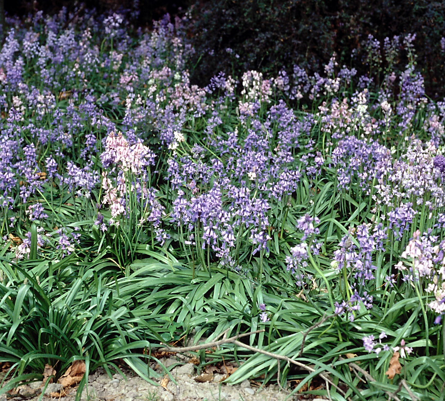 Hyacinthoides non-scripta