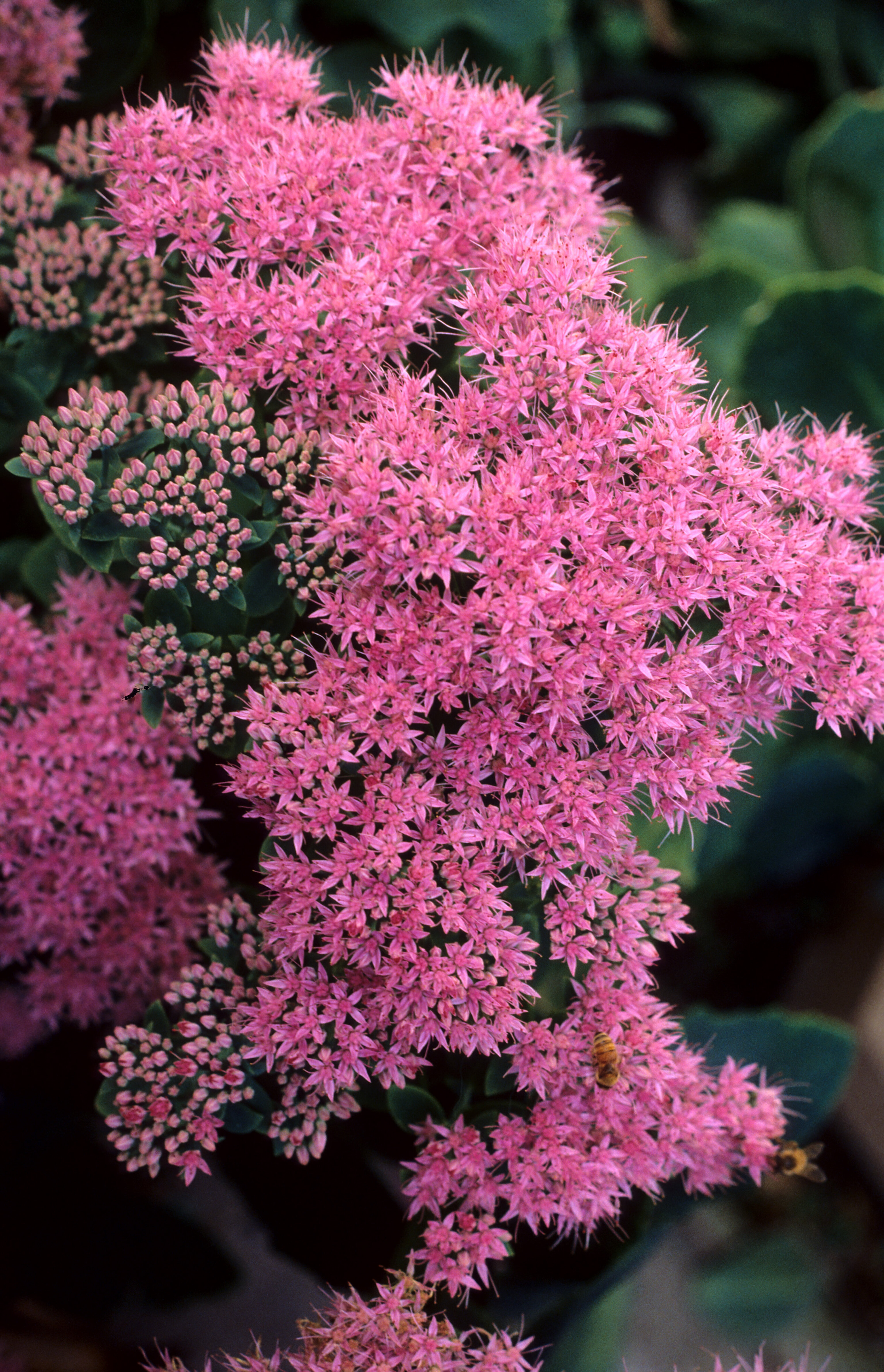 Hylotelephium syn. Sedum spectabile