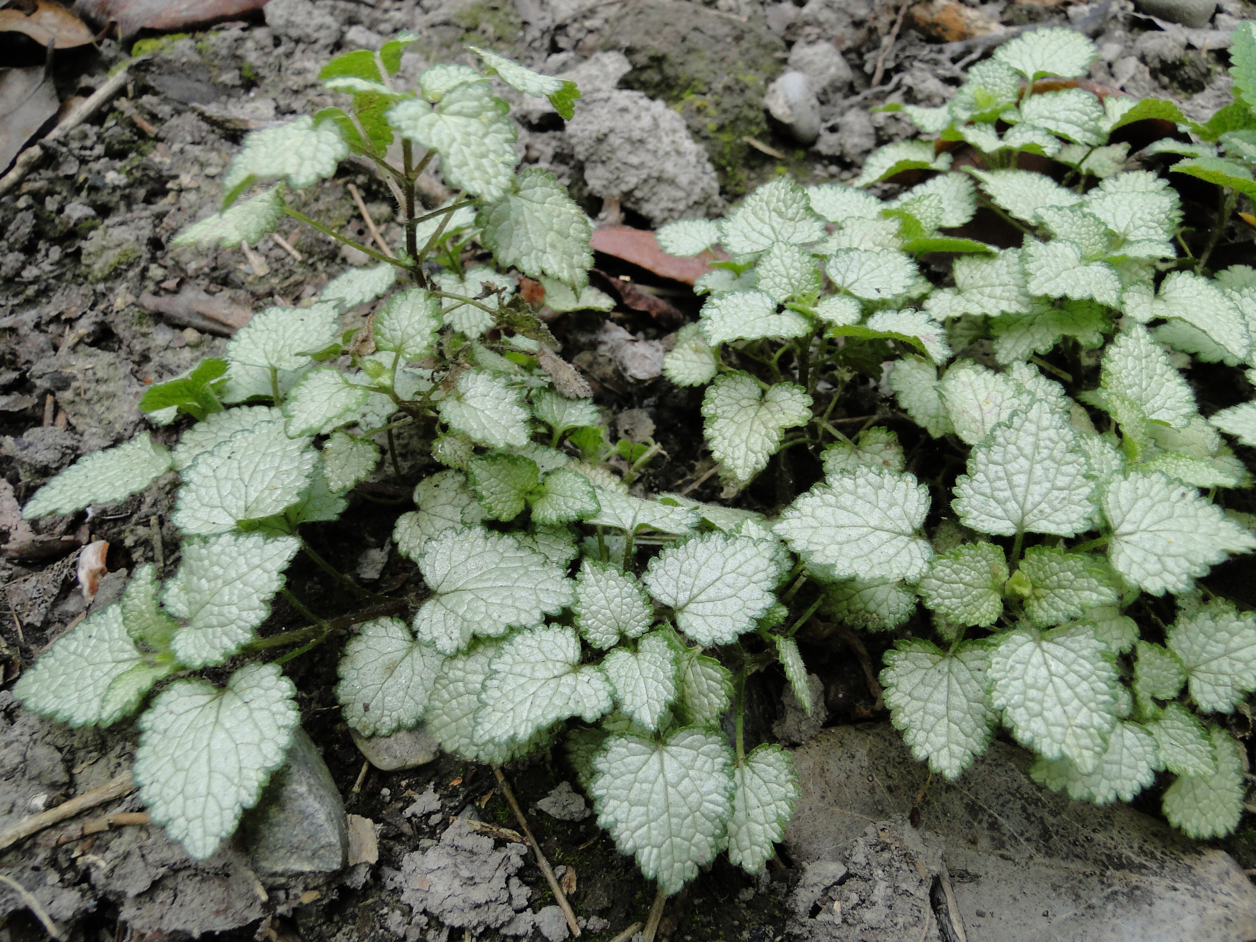 Lamium maculatum Beacon Silver 1