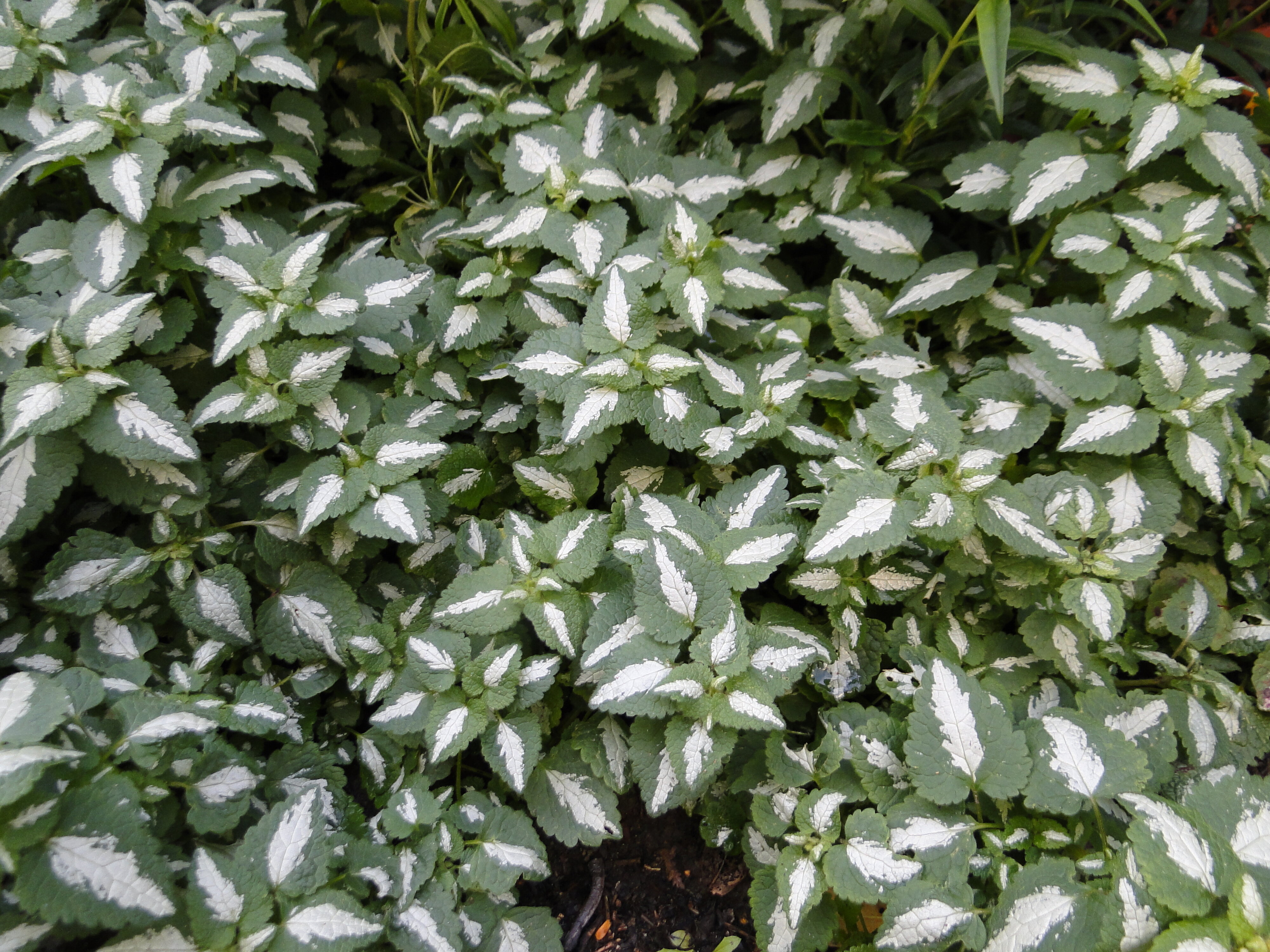 Lamium maculatum Beacon Silver 2