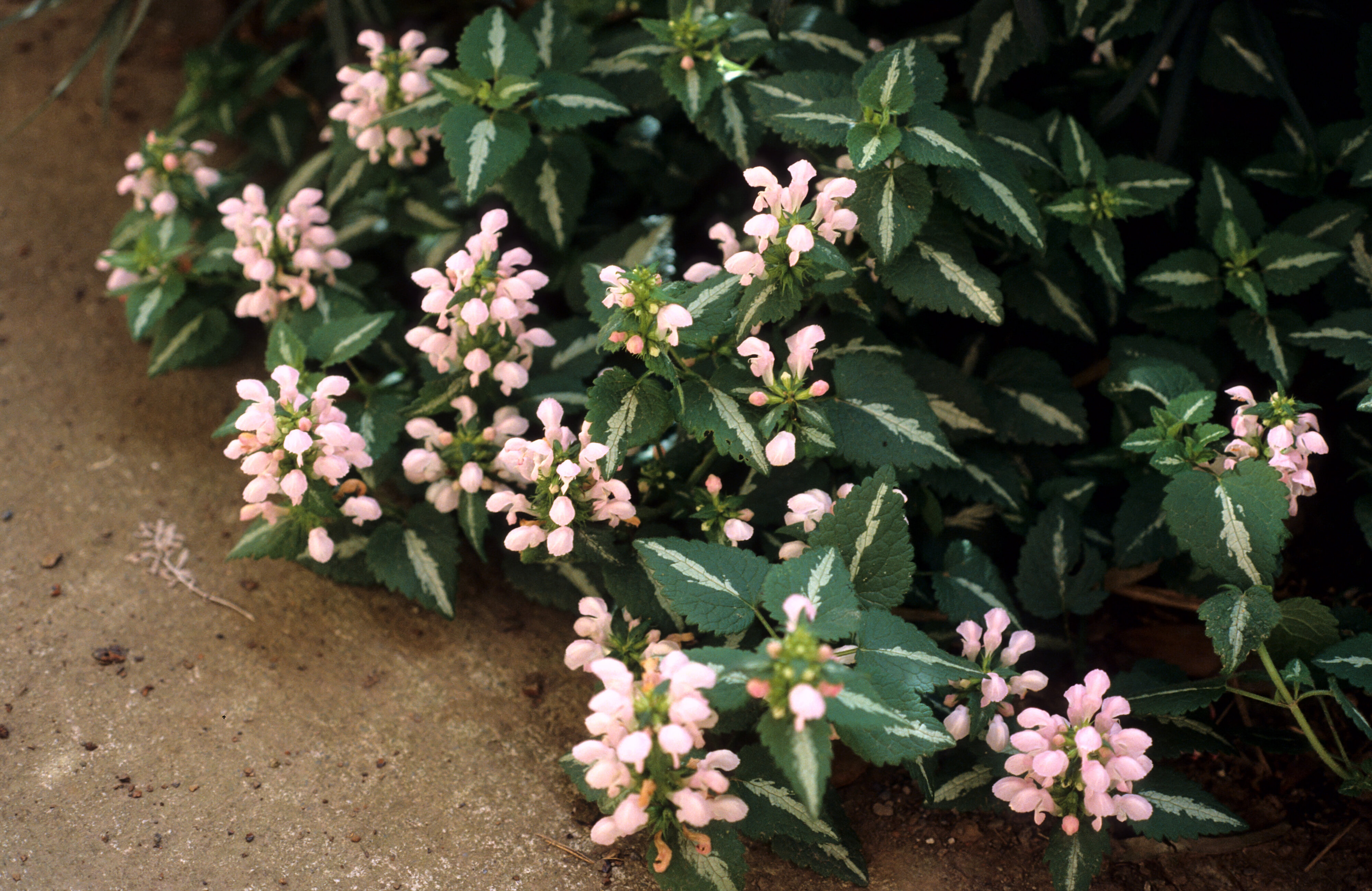 Lamium maculatum Roseum 1