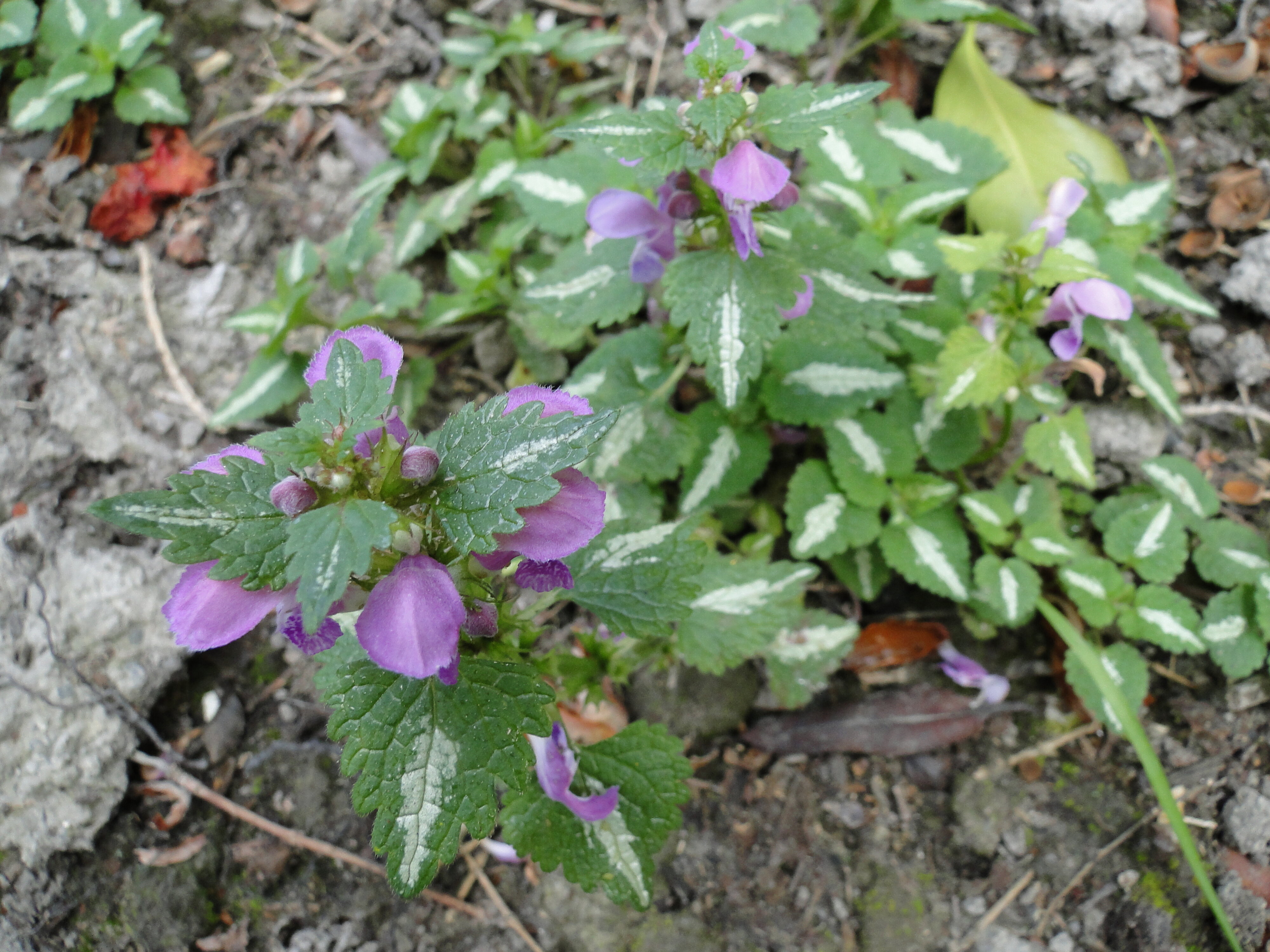 Lamium maculatum Roseum 2