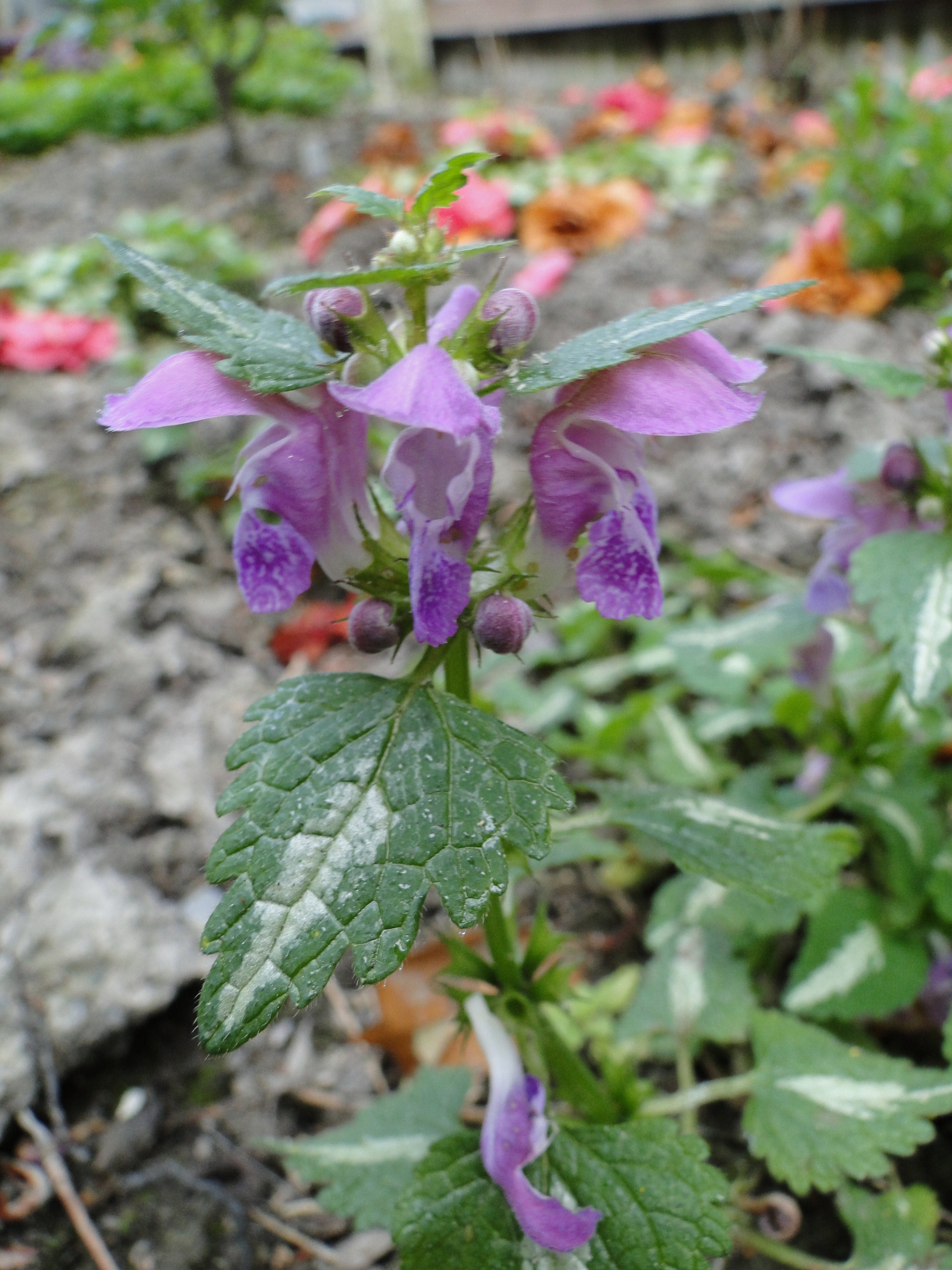 Lamium maculatum Roseum 3