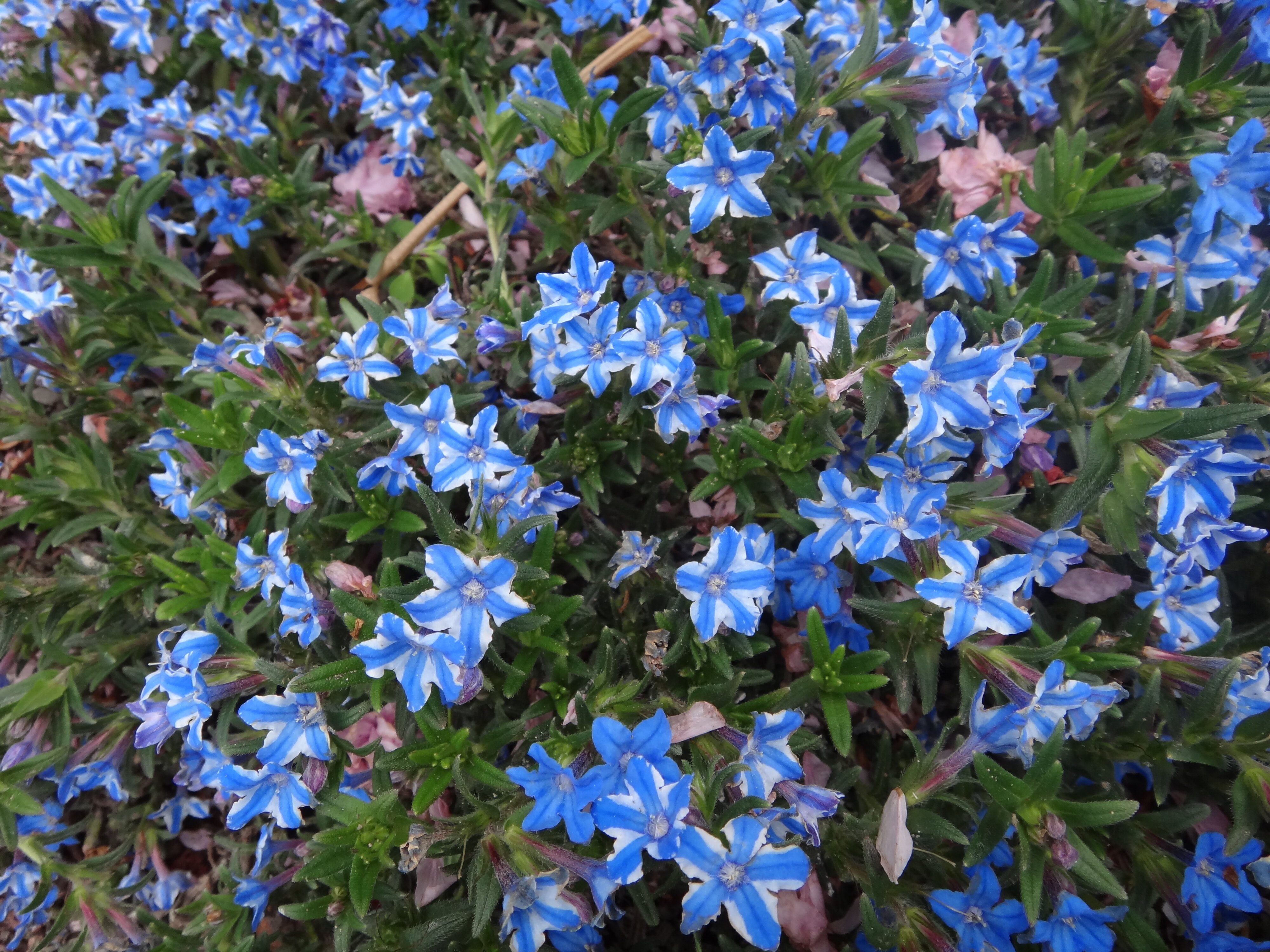 Lithodora diffusa Blue Star 1