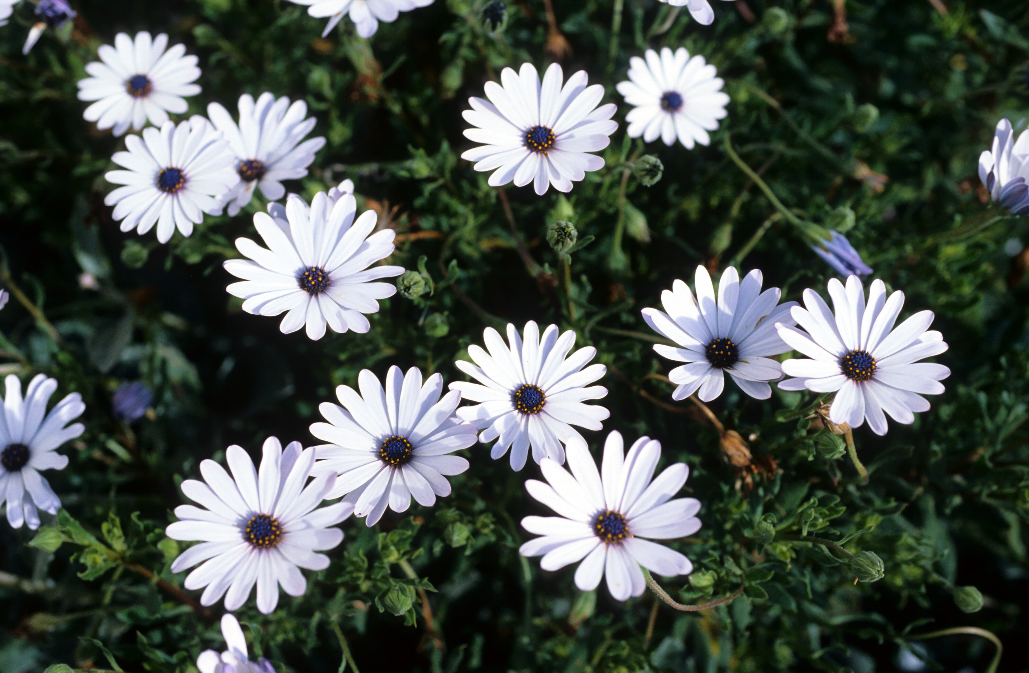 Osteospermum ecklonis 1