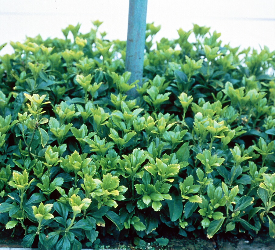 Pachysandra terminalis 2