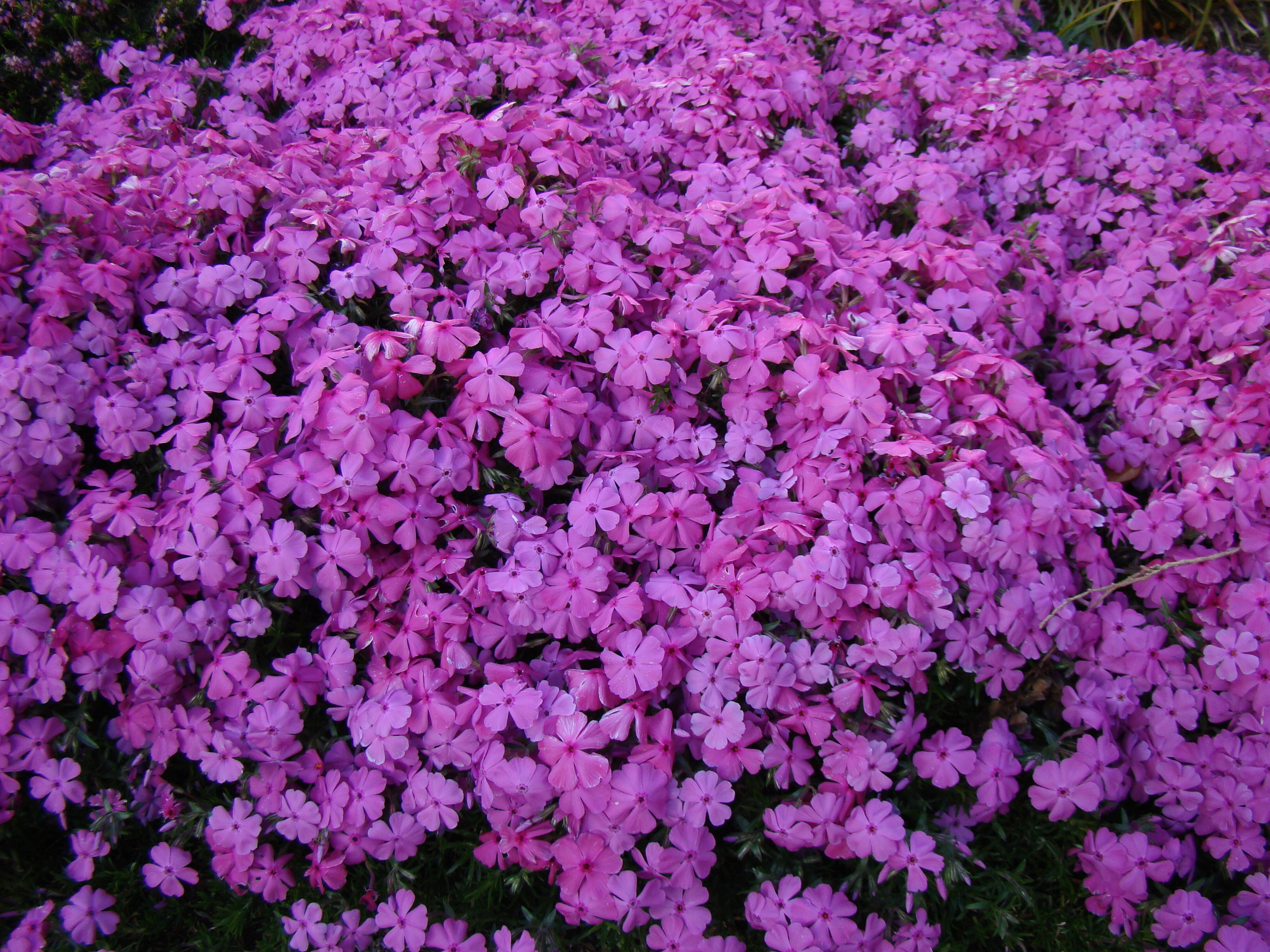 Phlox subulata 2