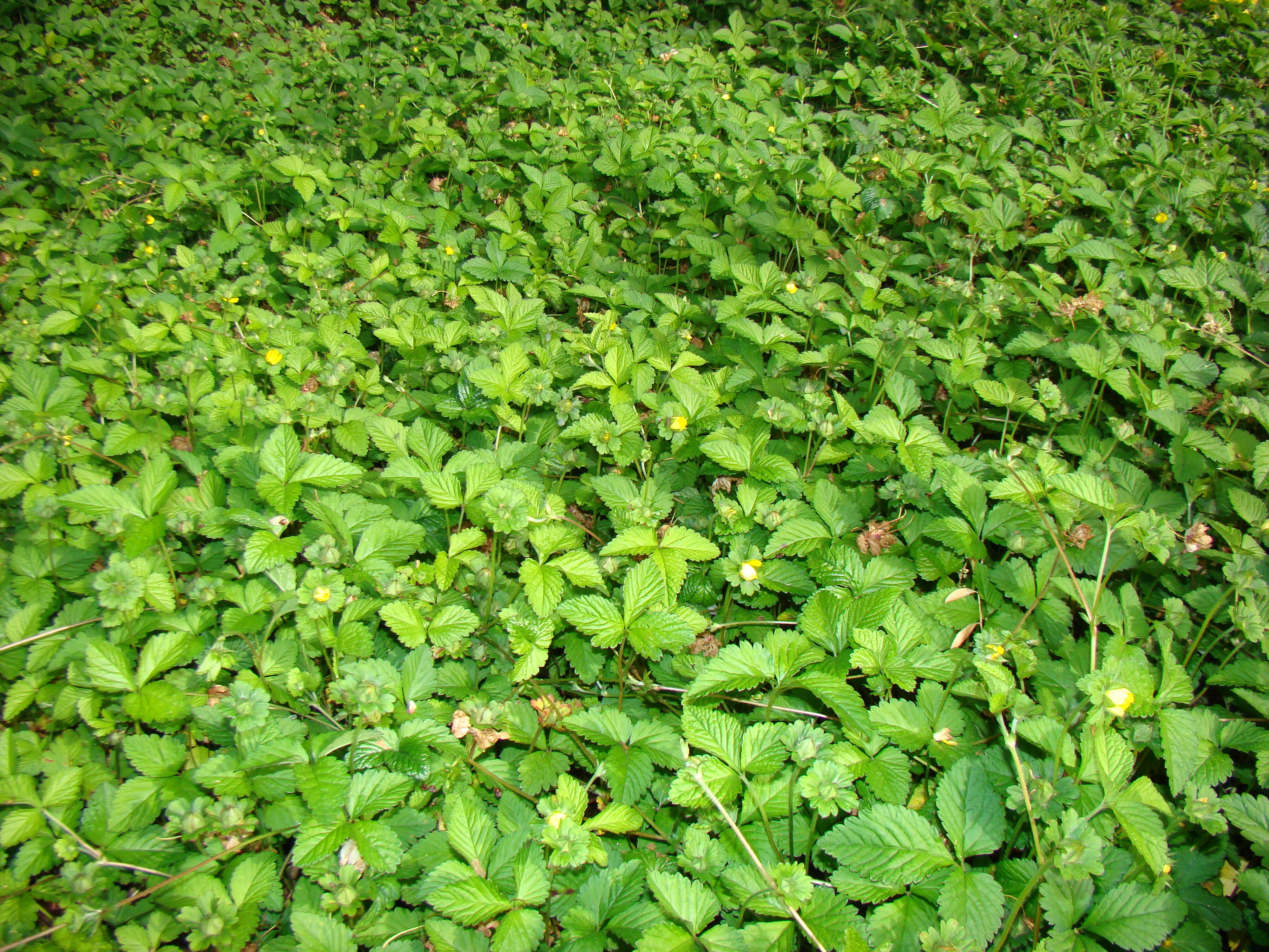 Potentilla indica syn. Duchesnea indica