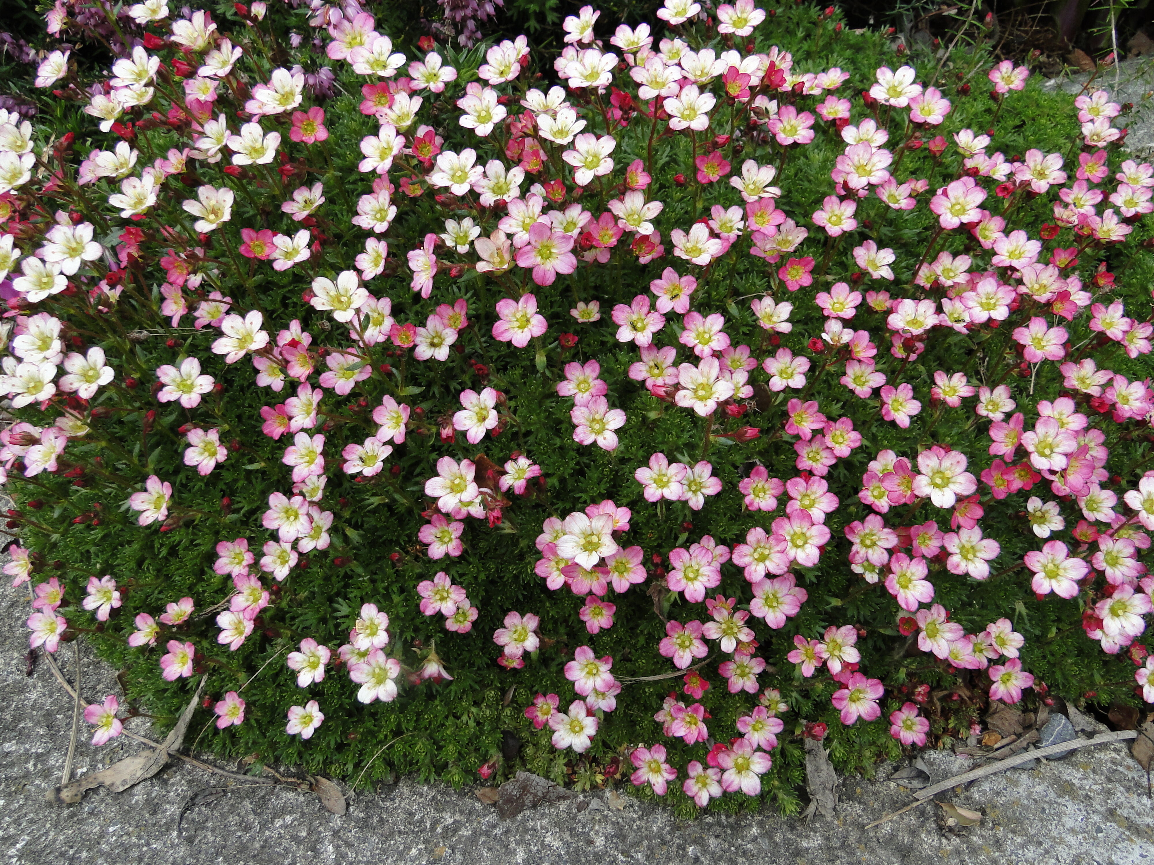 Saxifraga Peter Pan 1
