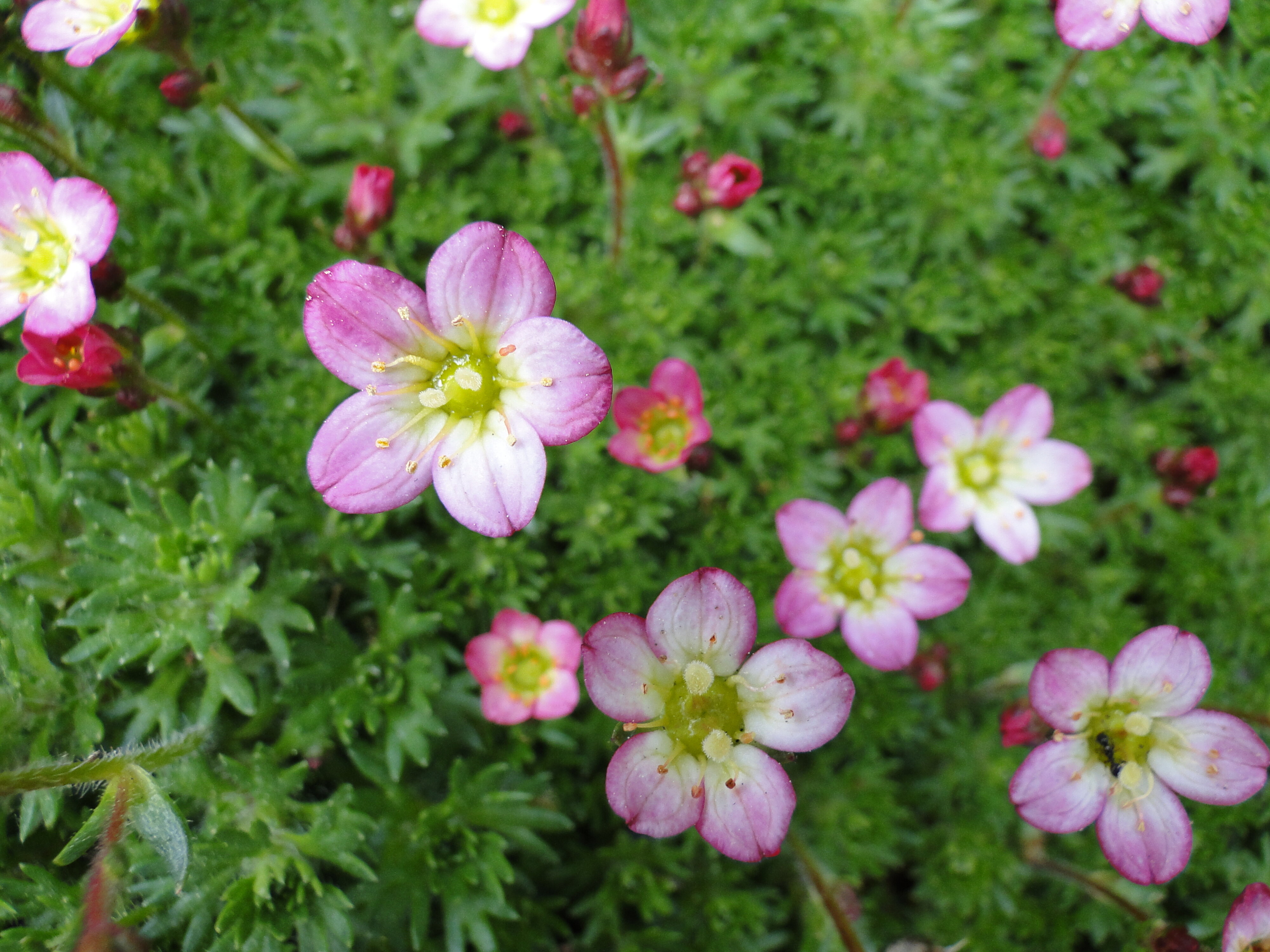 Saxifraga Peter Pan 2