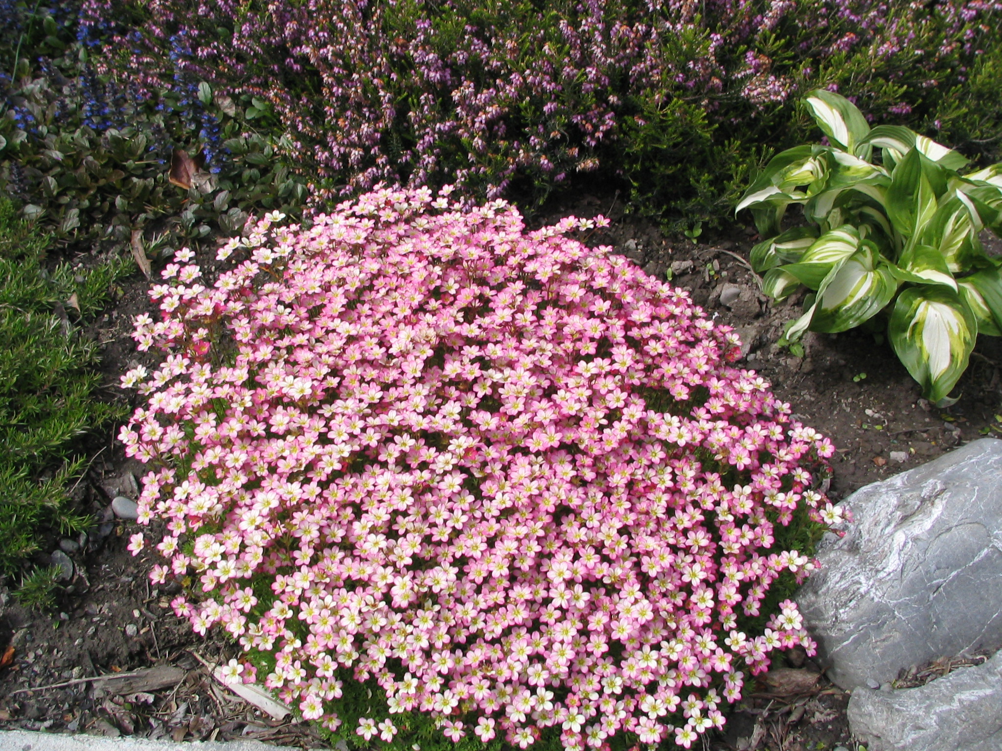 Saxifraga Peter Pan 4