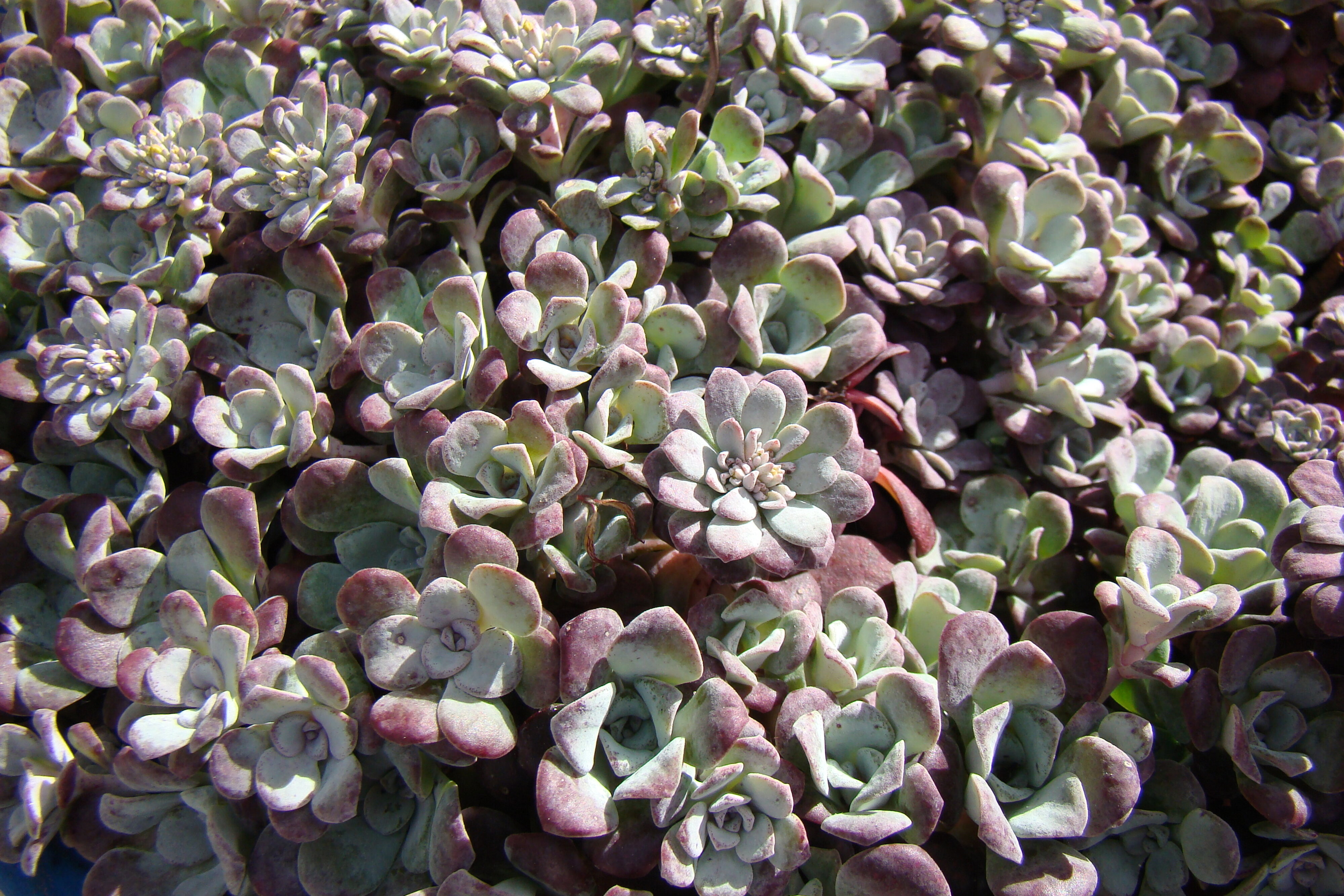 Sedum spathulifolium Purpureum 1