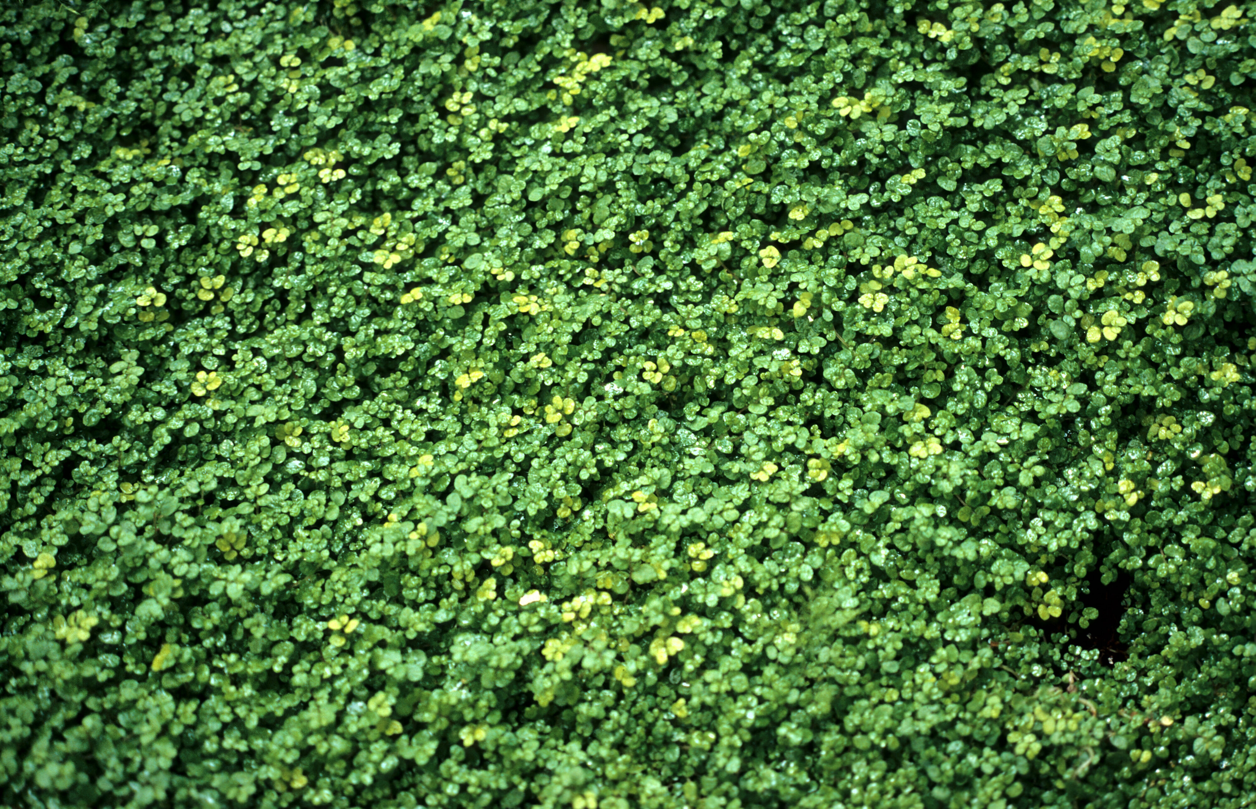 Soleirolia soleirolii