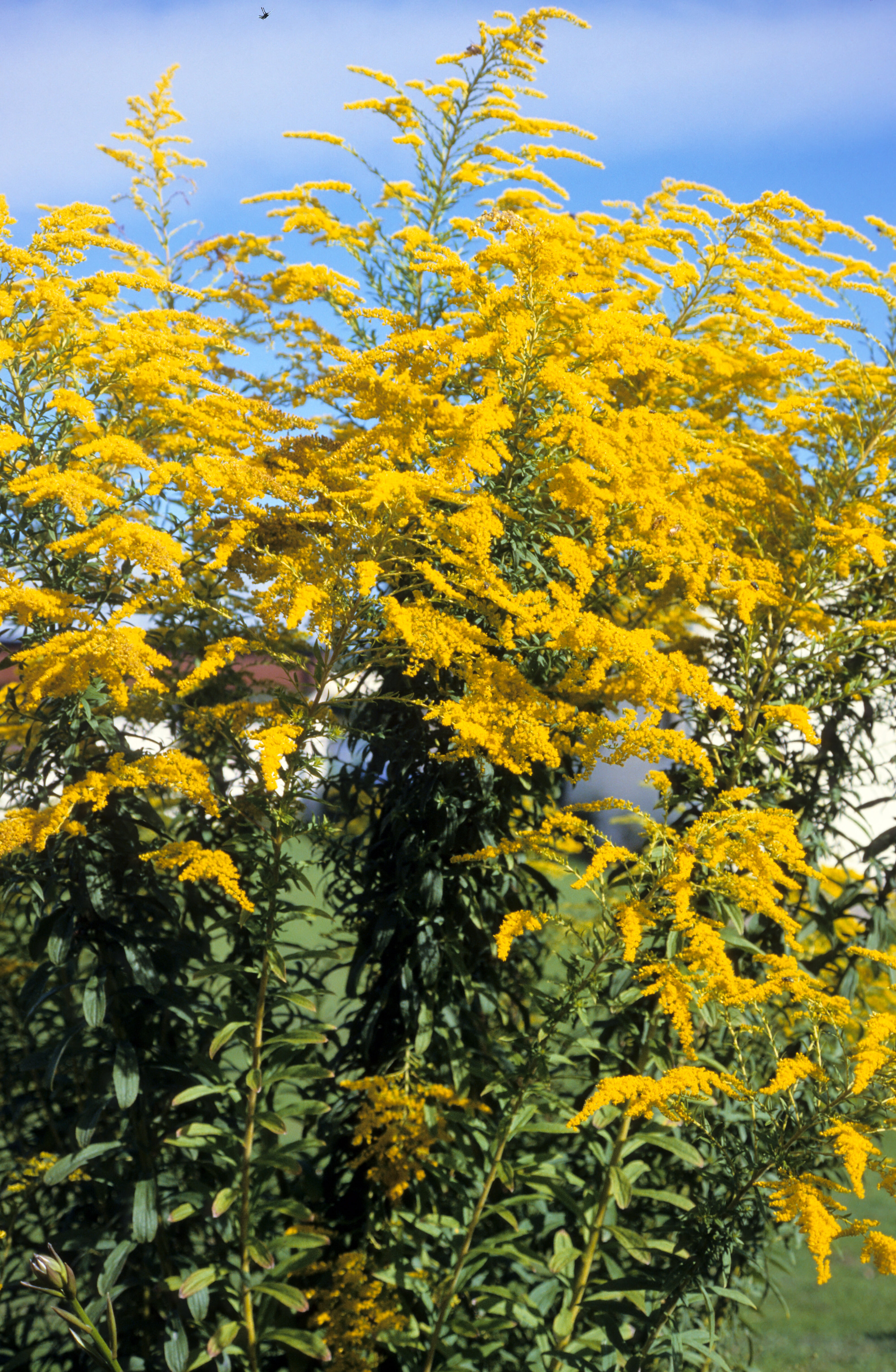 Solidago canadensis