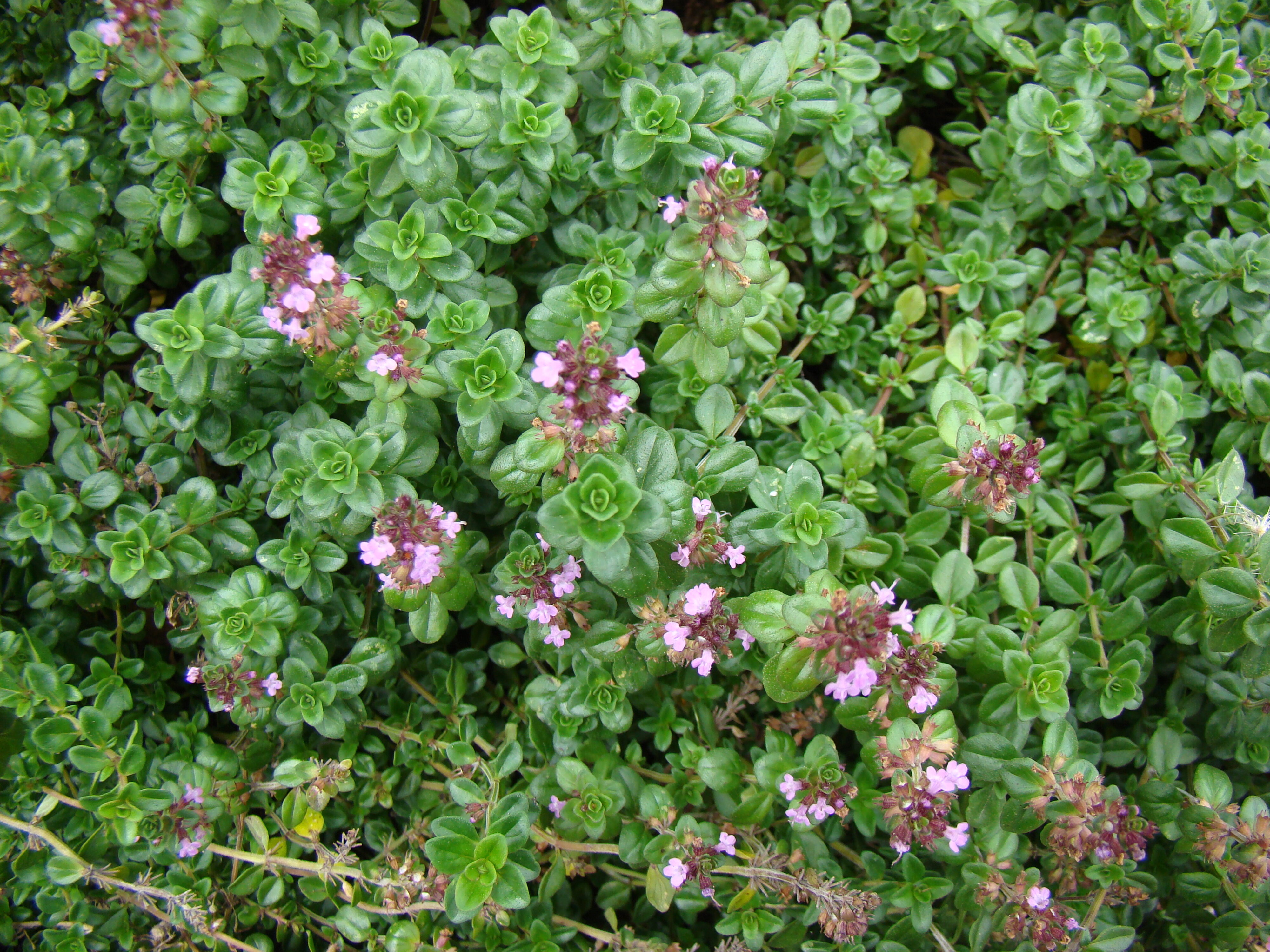 Thymus vulgaris 3