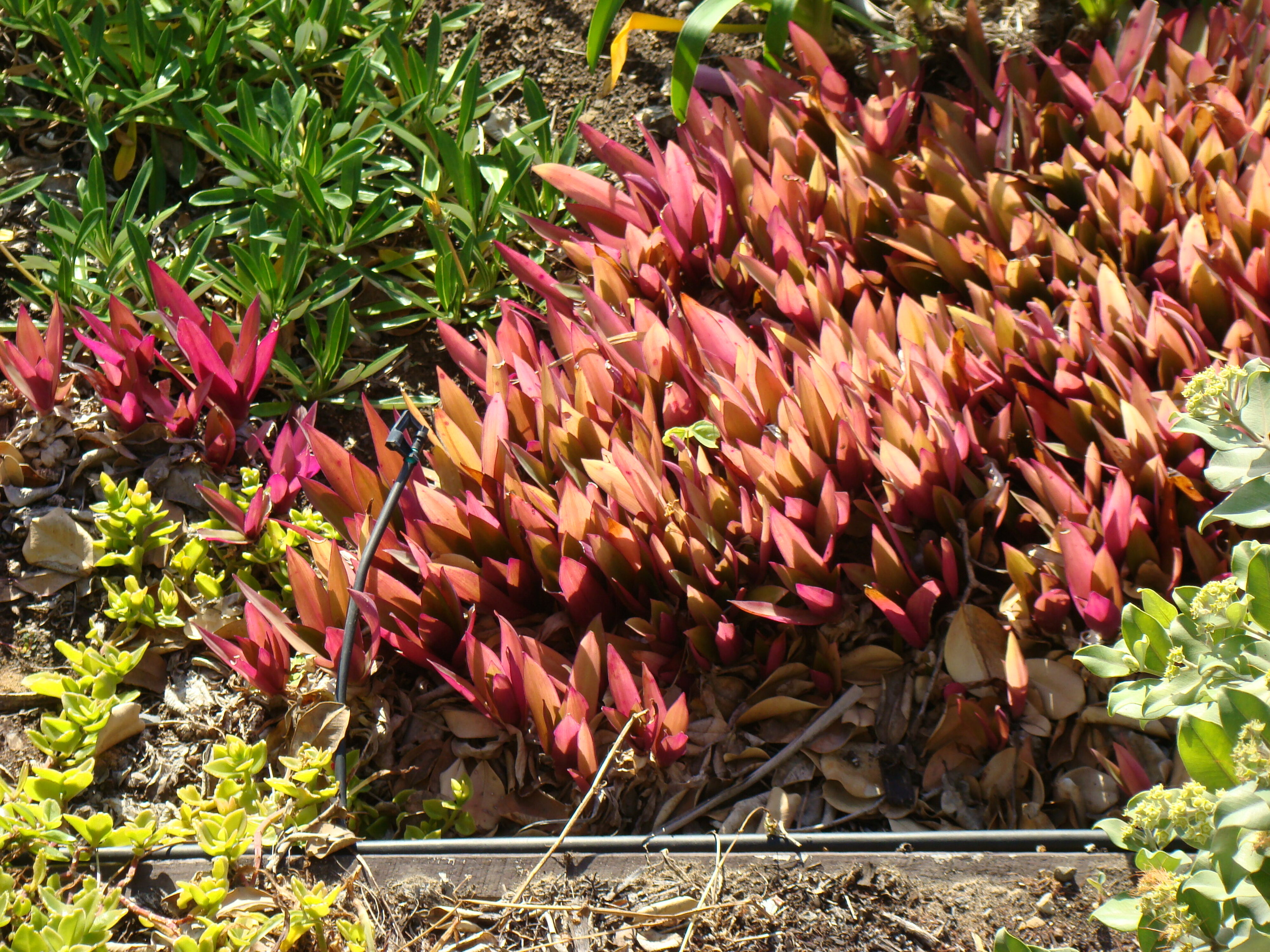 Tradescantia pallida syn Setcreasea purpurea
