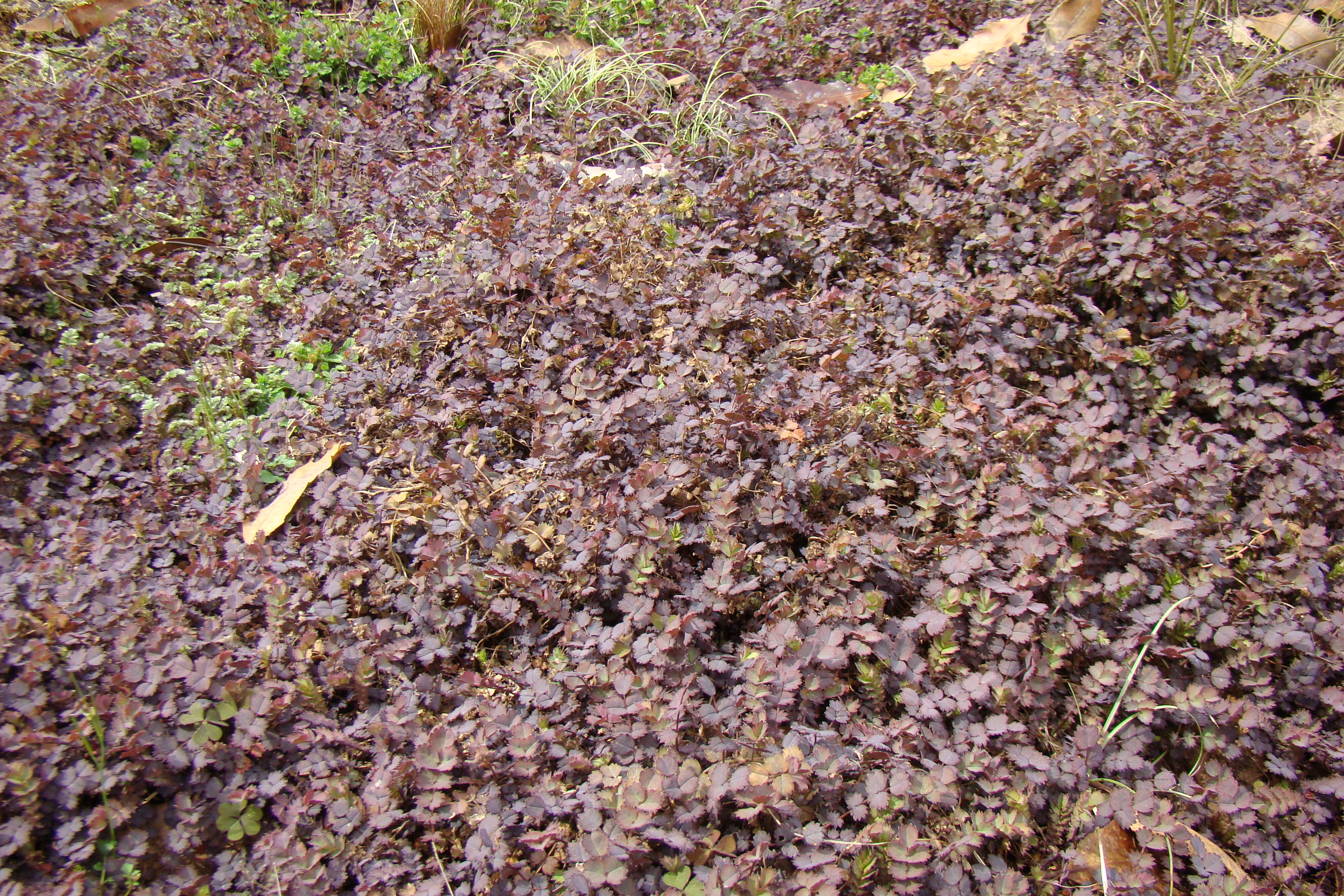 Acaena inermis Purpurea 1