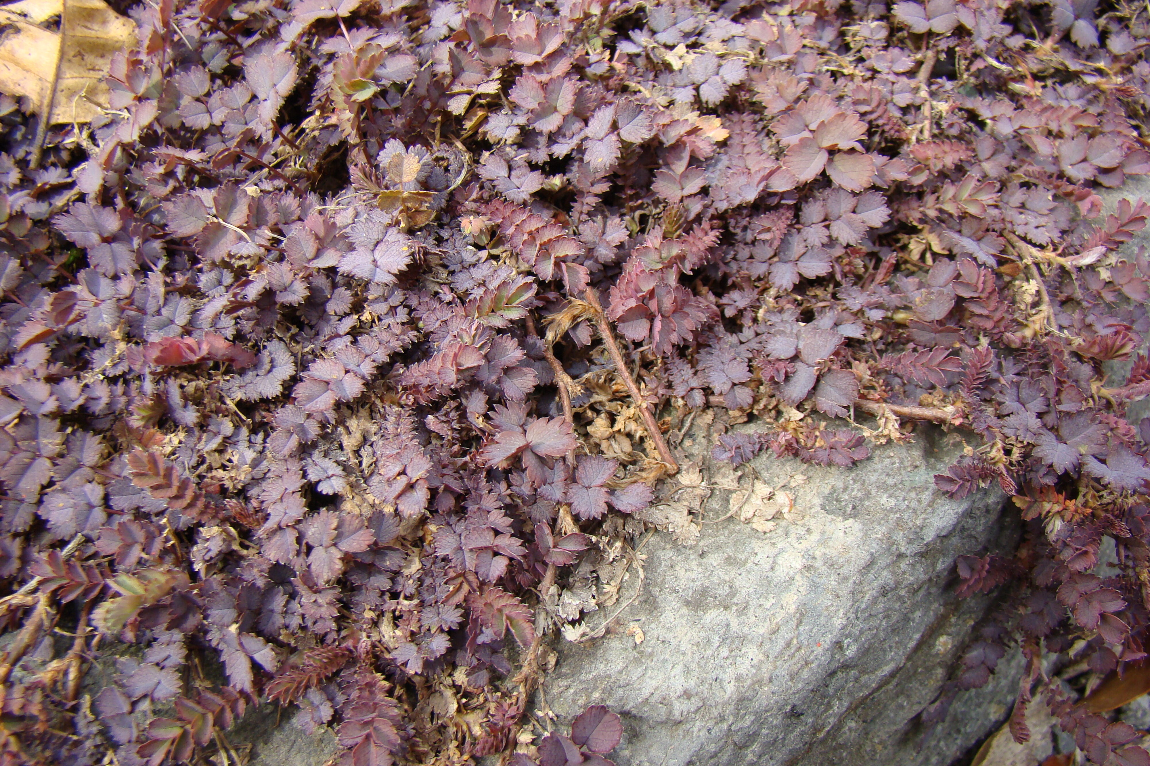 Acaena inermis Purpurea 2