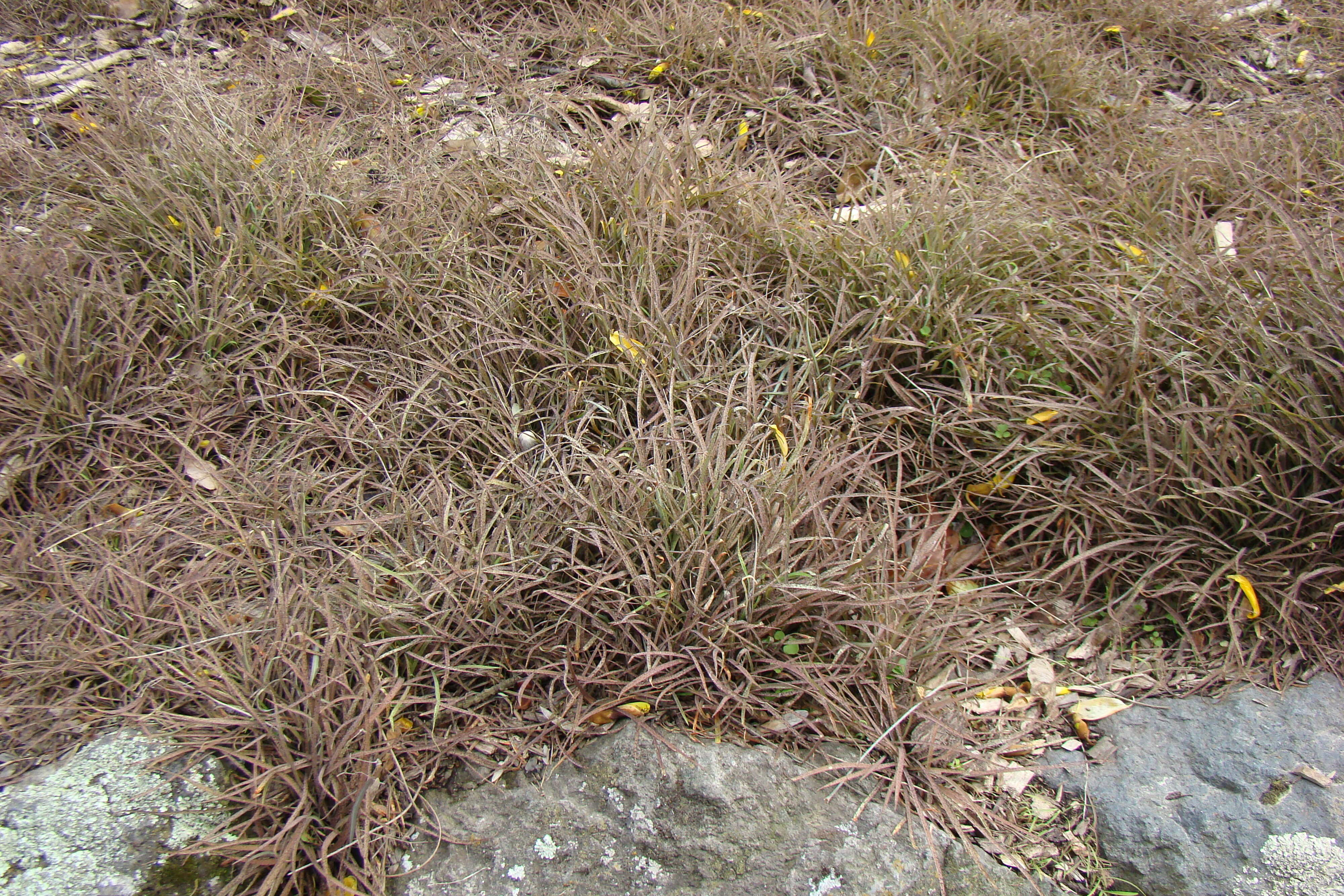 Arthropodium candidum Rubrum 1
