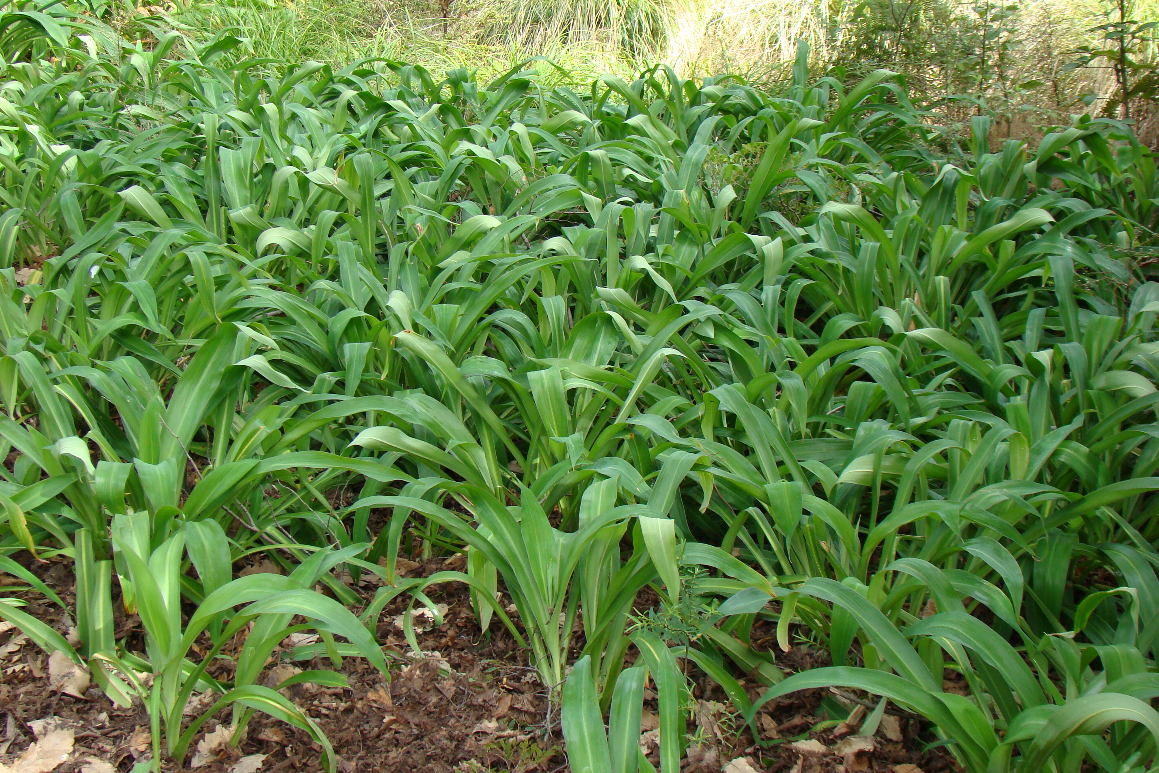 Arthropodium cirratum 3