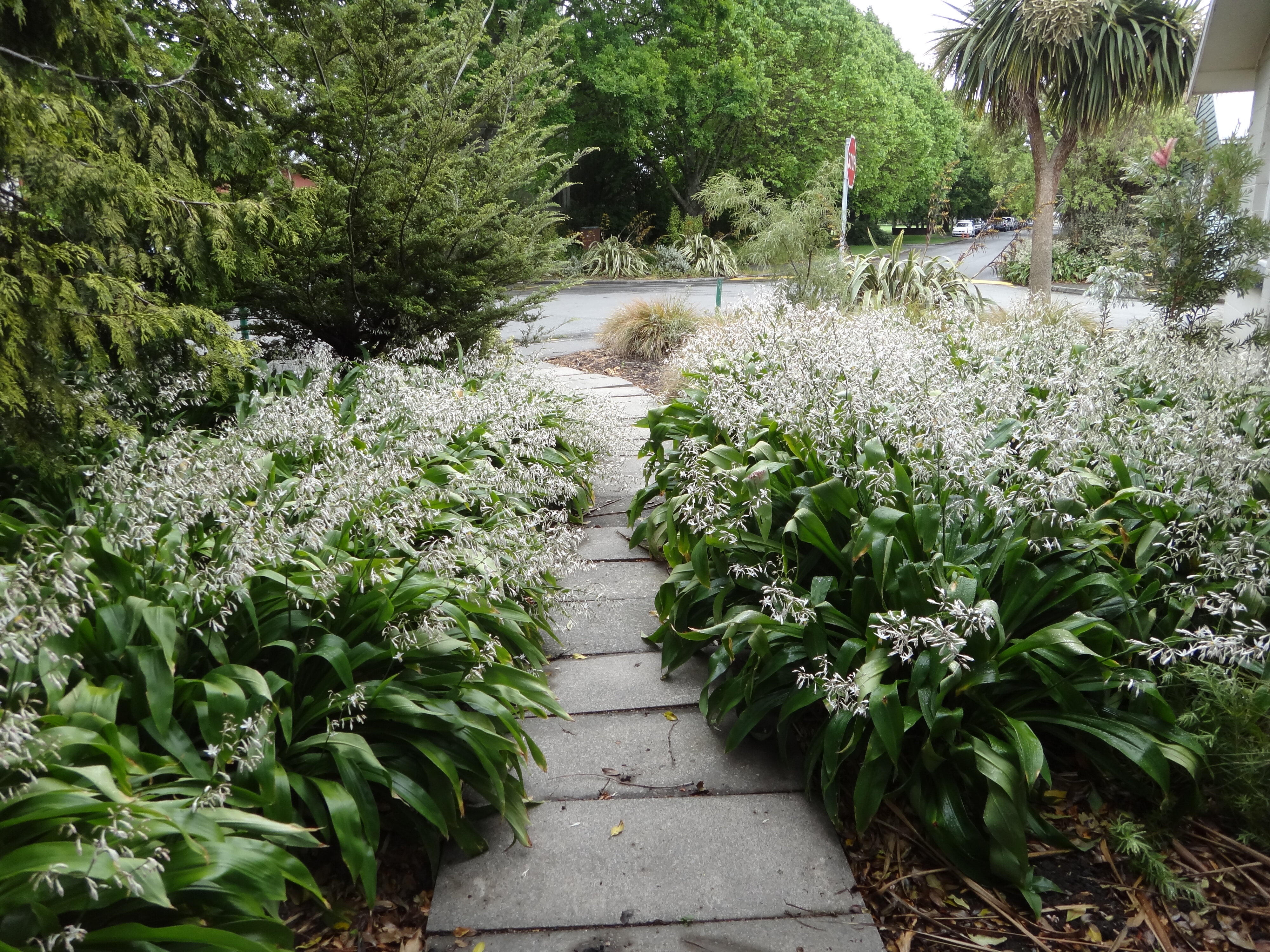 Arthropodium cirratum 4