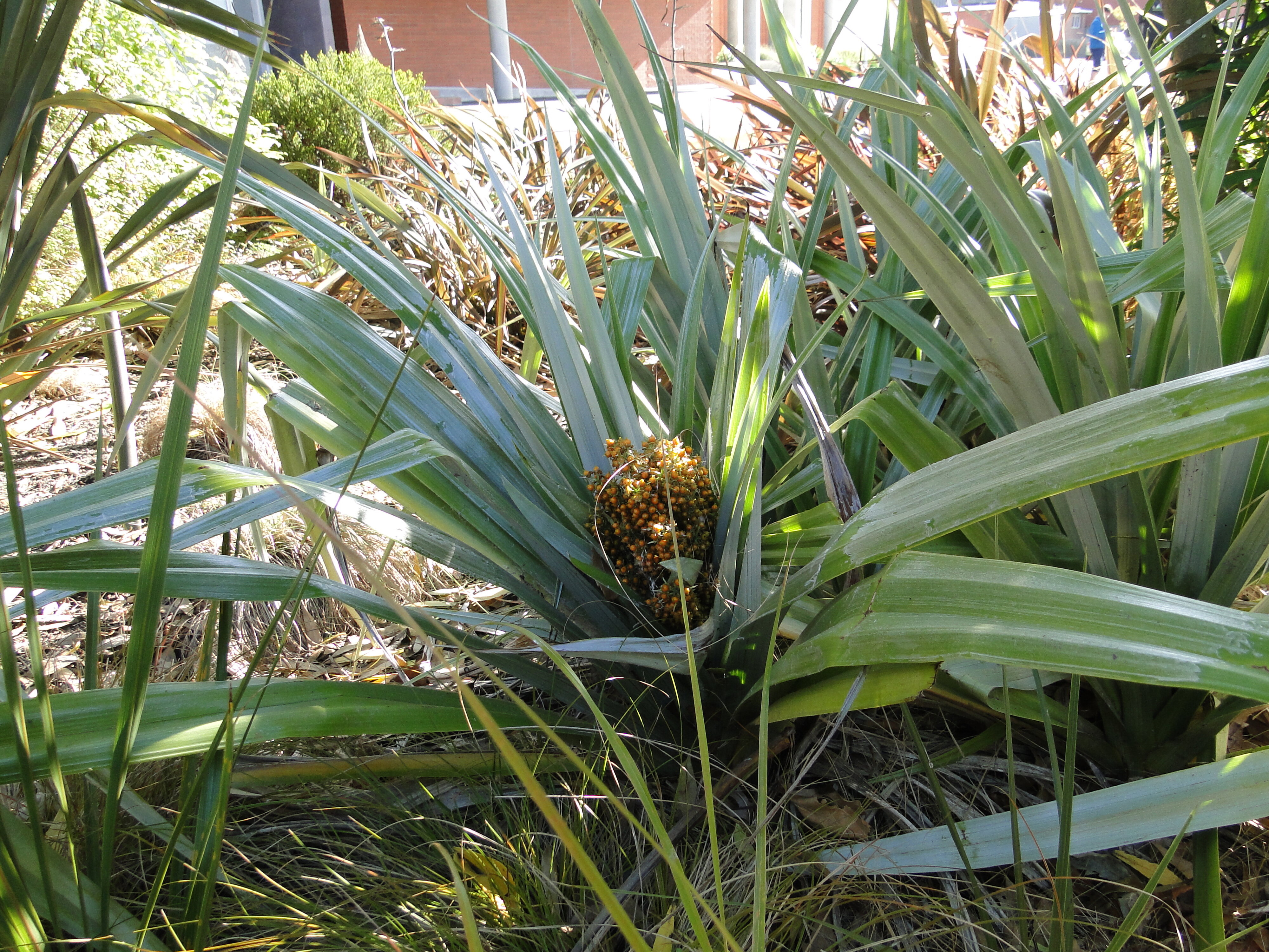 Astelia chathamica 2