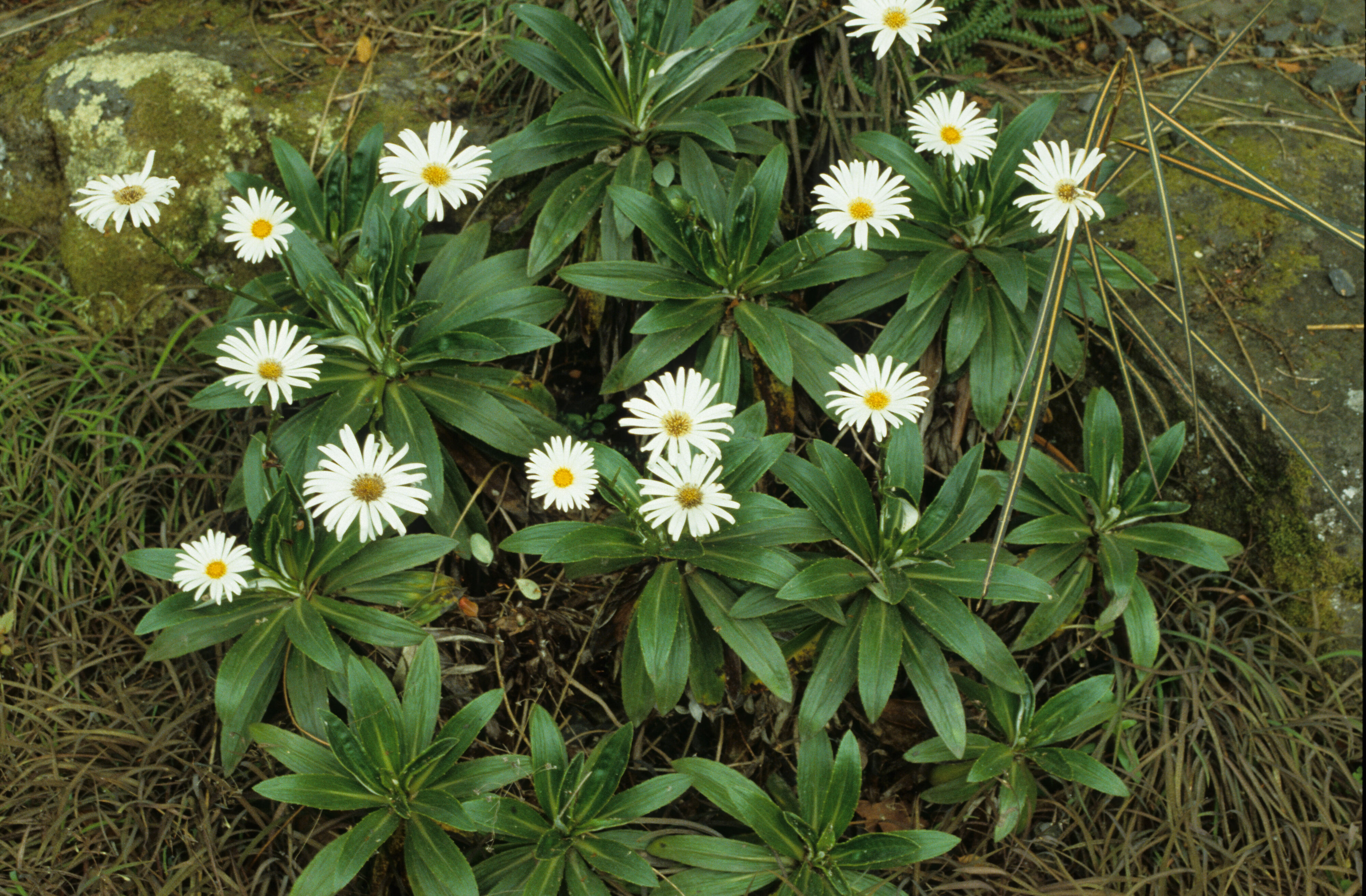 Celmisia holosericea