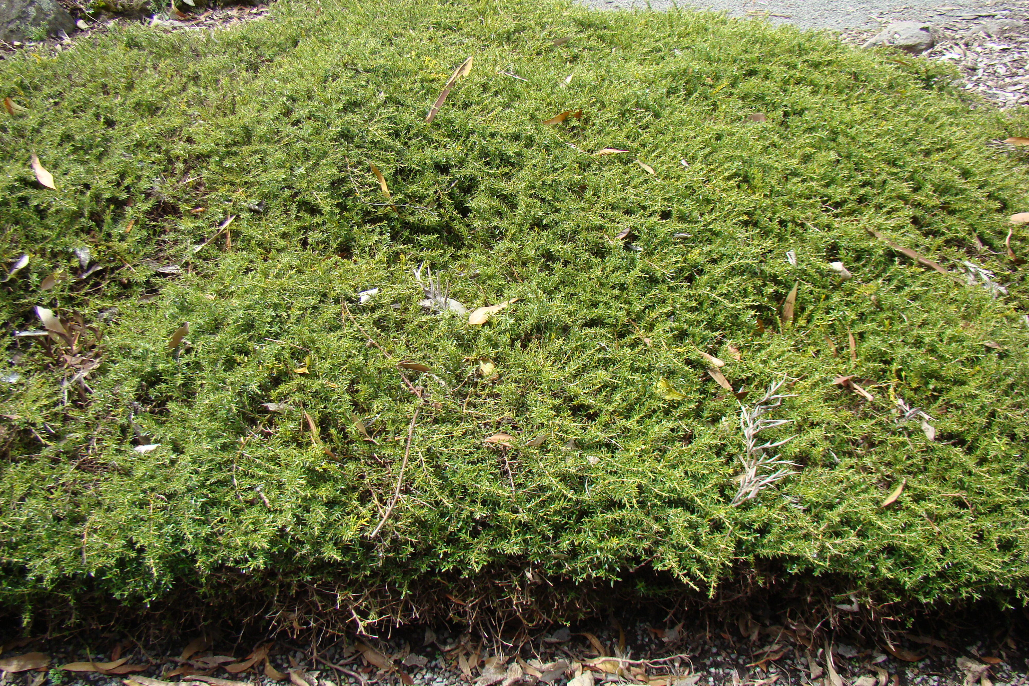 Coprosma acerosa Hawera 1
