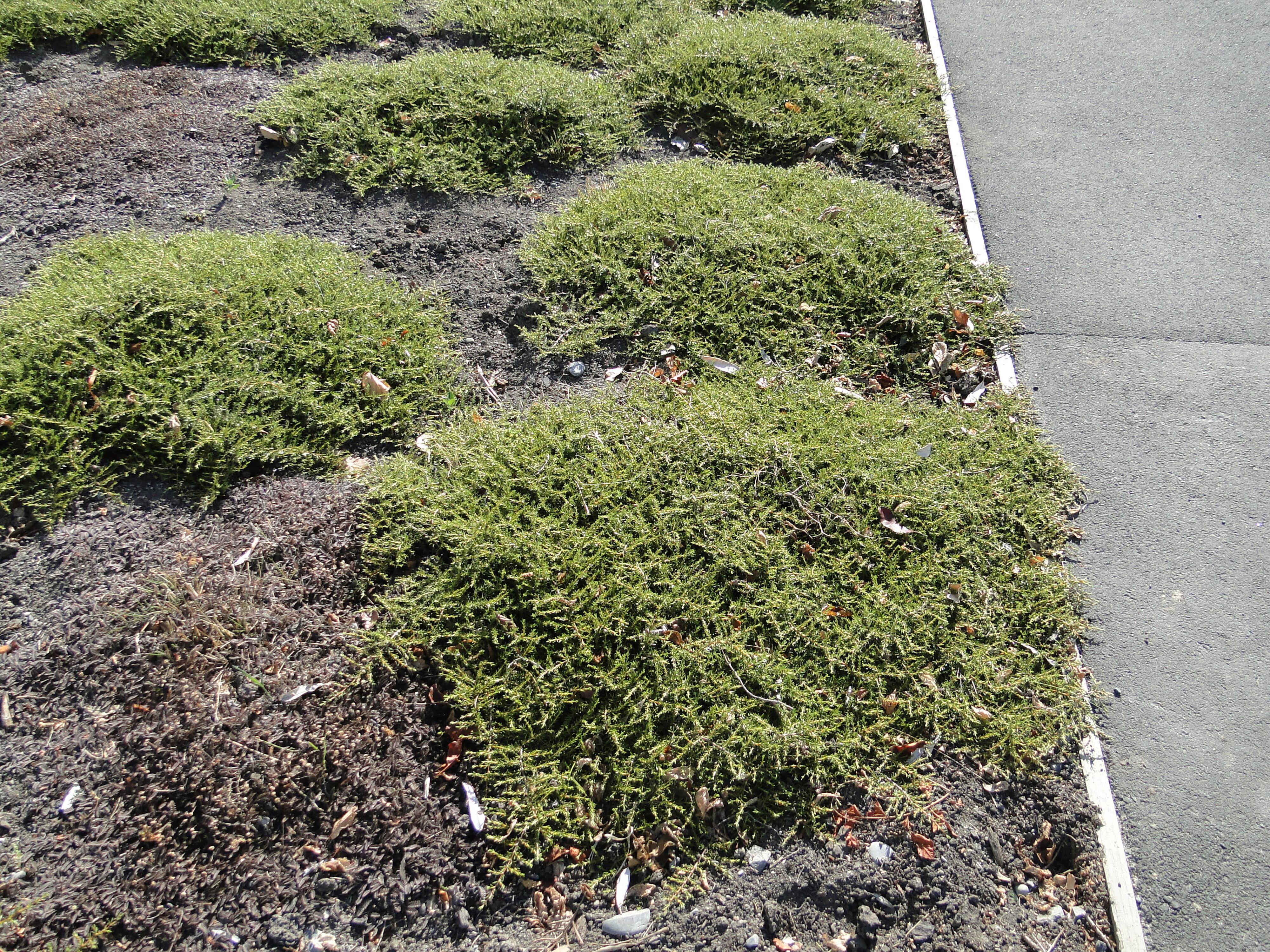 Coprosma acerosa Hawera 2