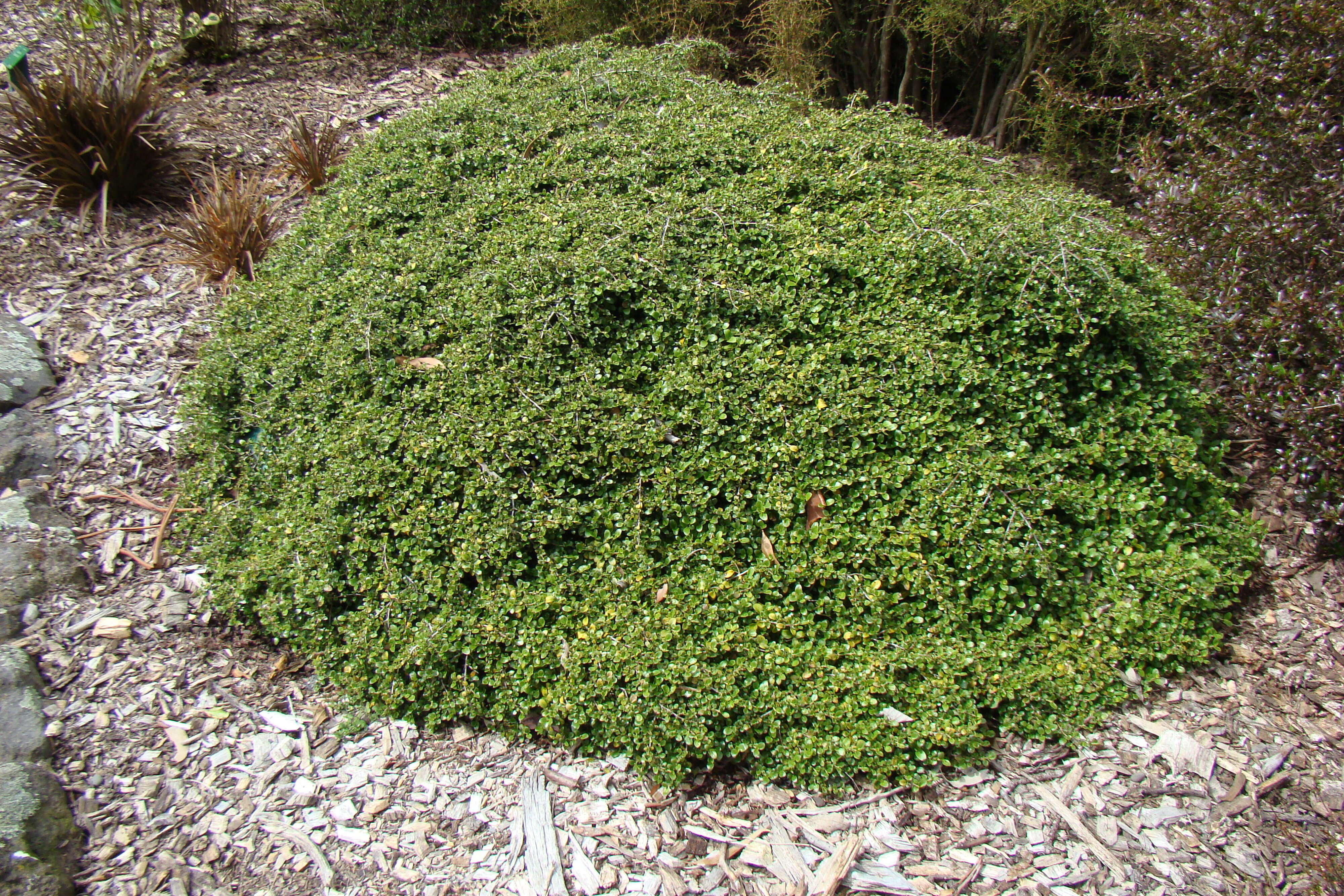 Coprosma Wharariki Beach 1