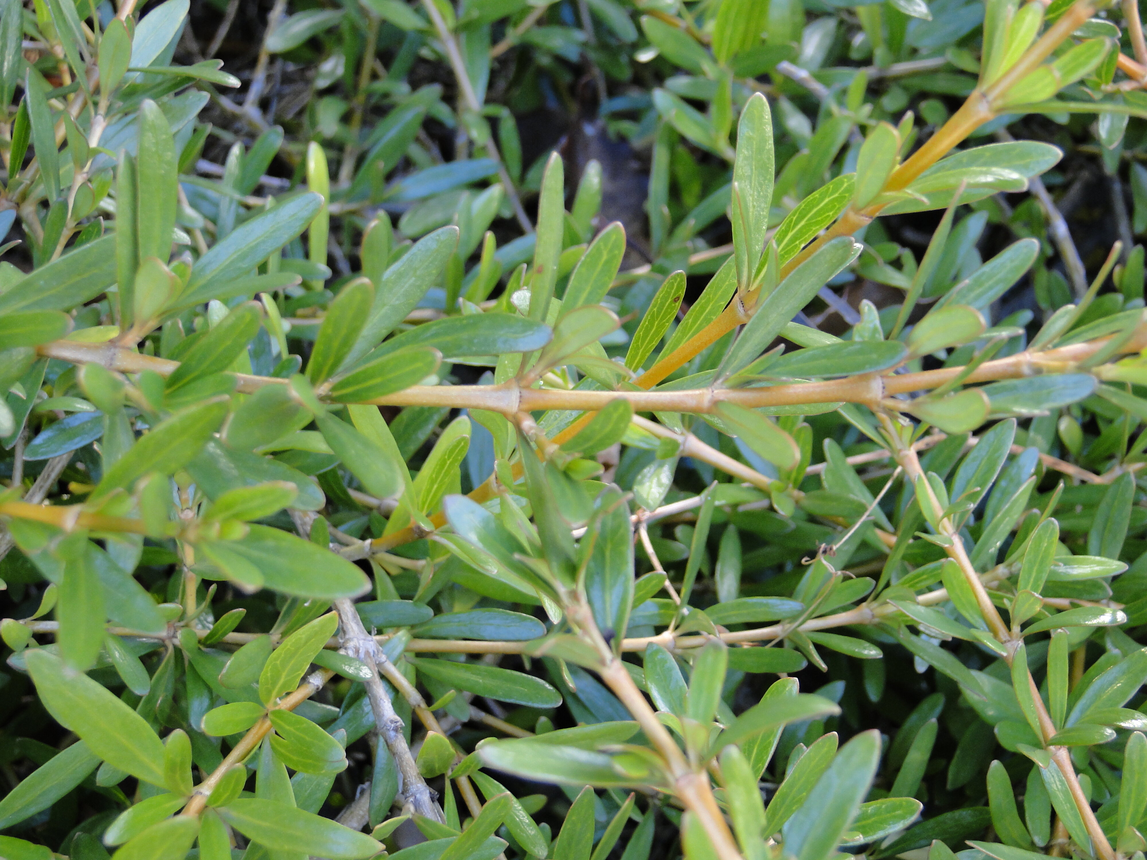 Coprosma x kirkii Kirkii 1