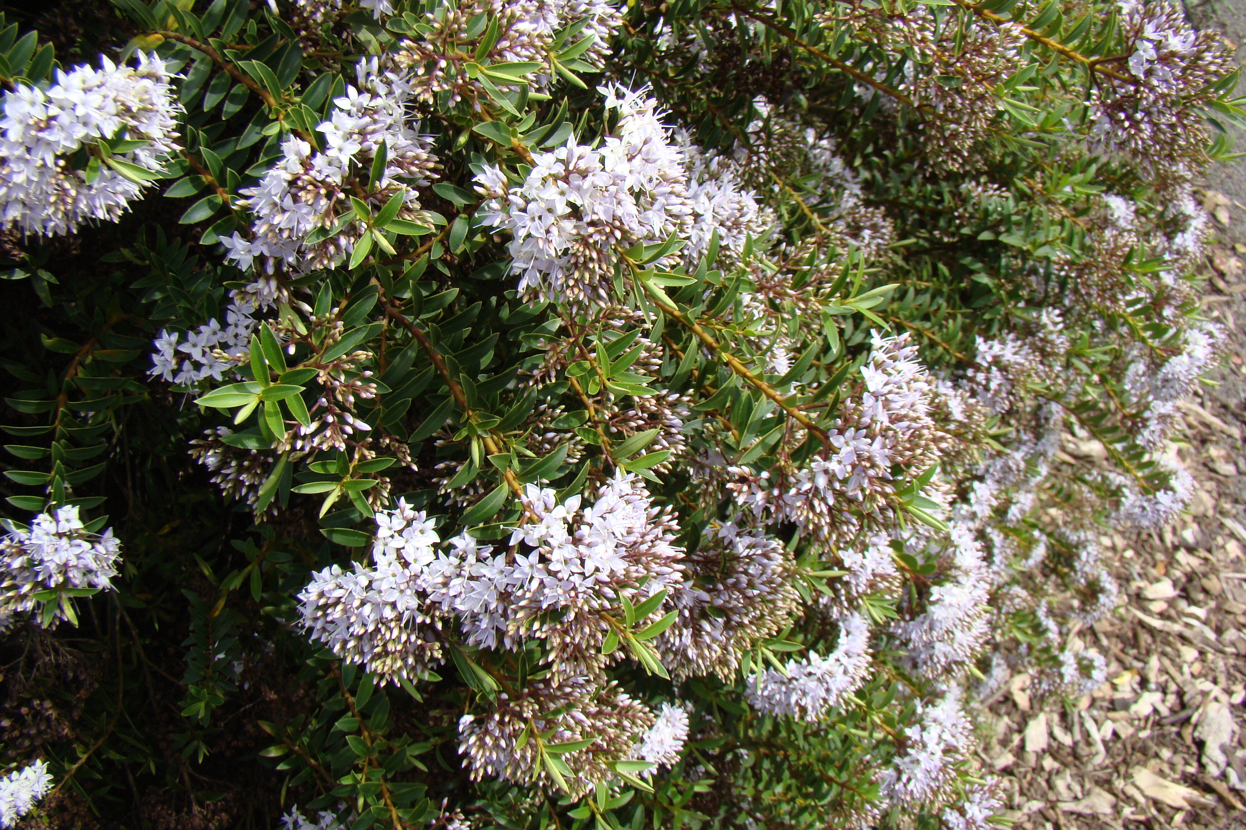Hebe diosmifolia Wairau Beauty 1