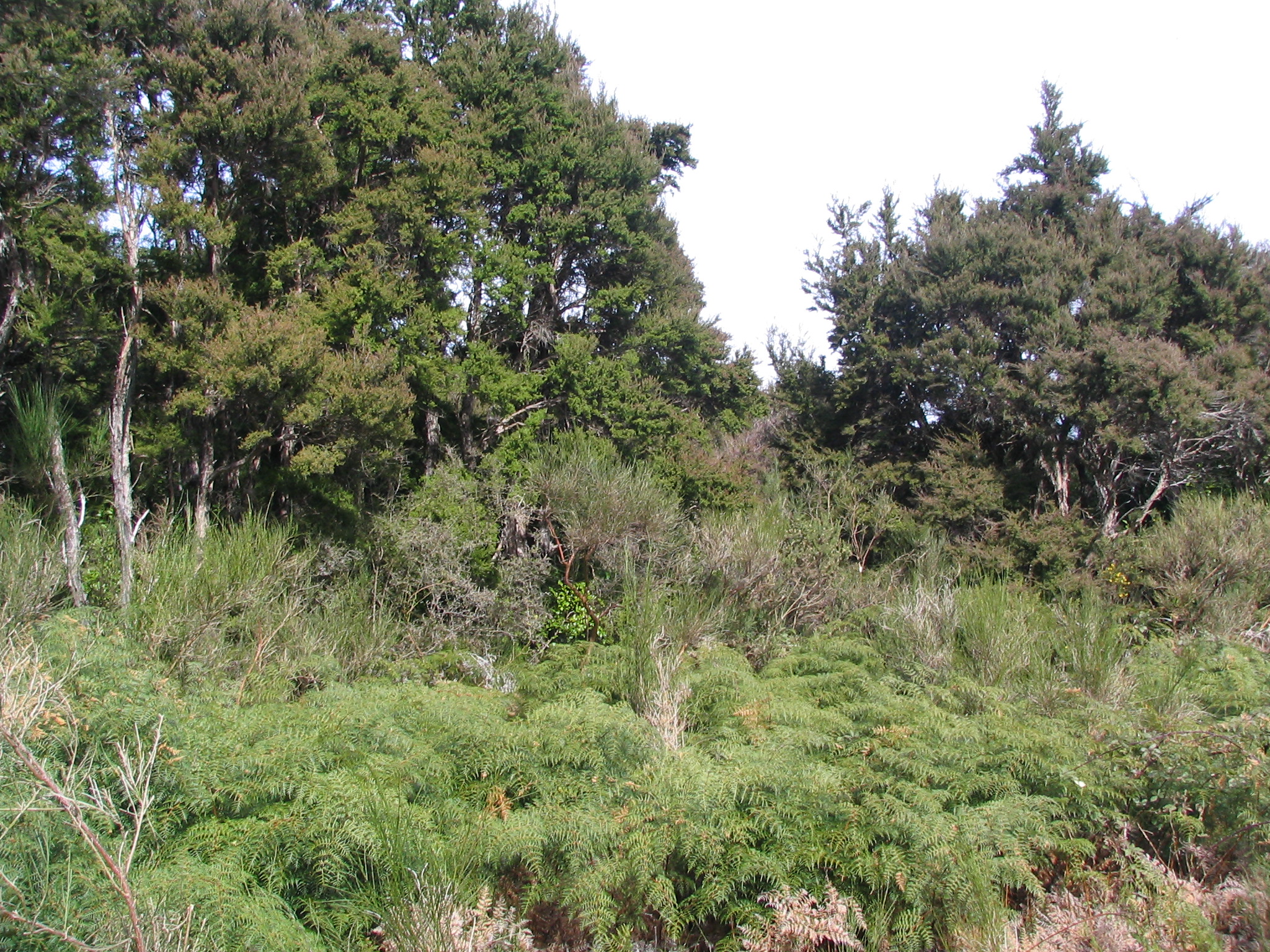 Kanuka (Kunzea ericoides) and Bracken Fern Pteridium esculentum
