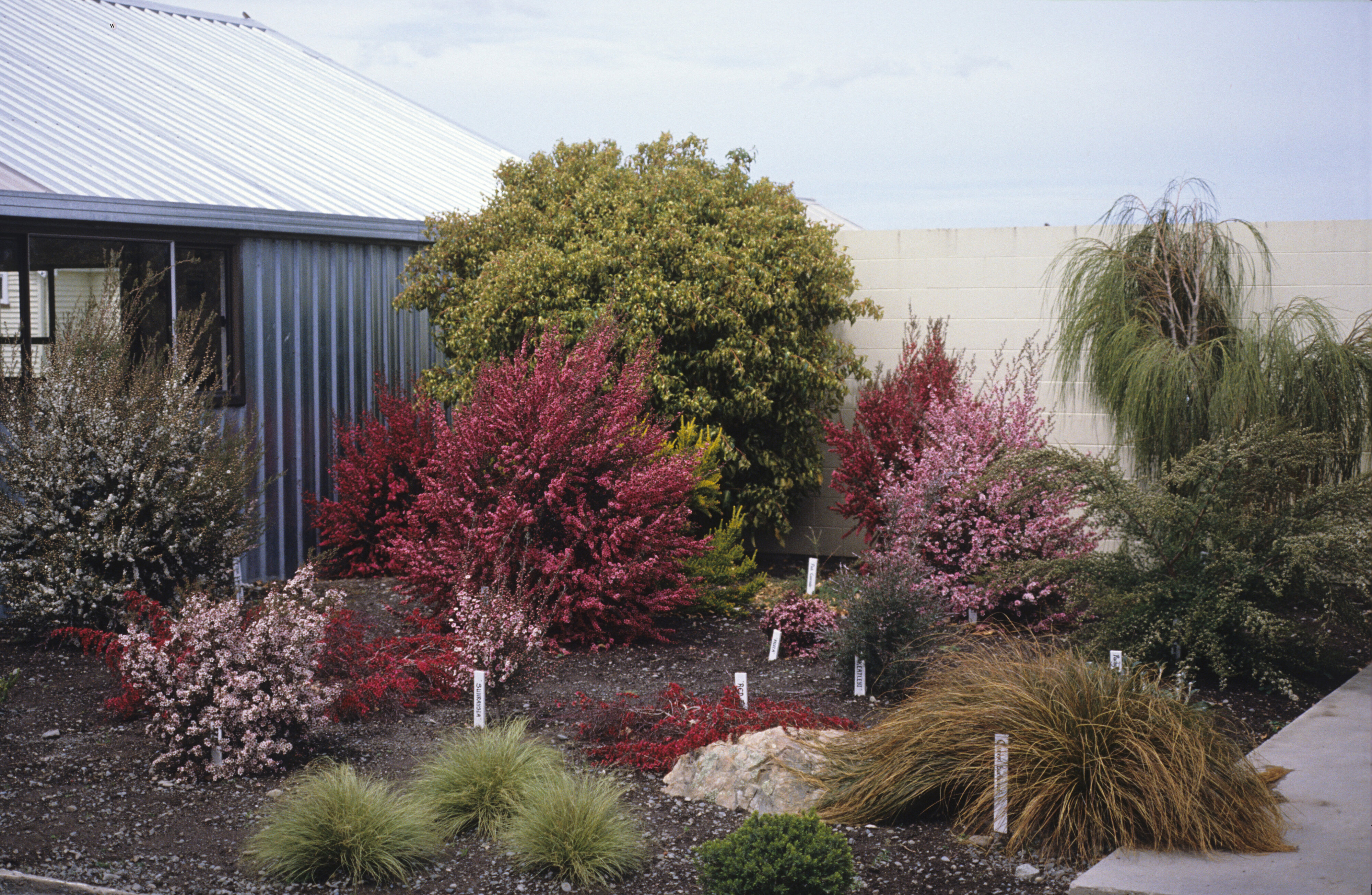 Leptospermum scoparium