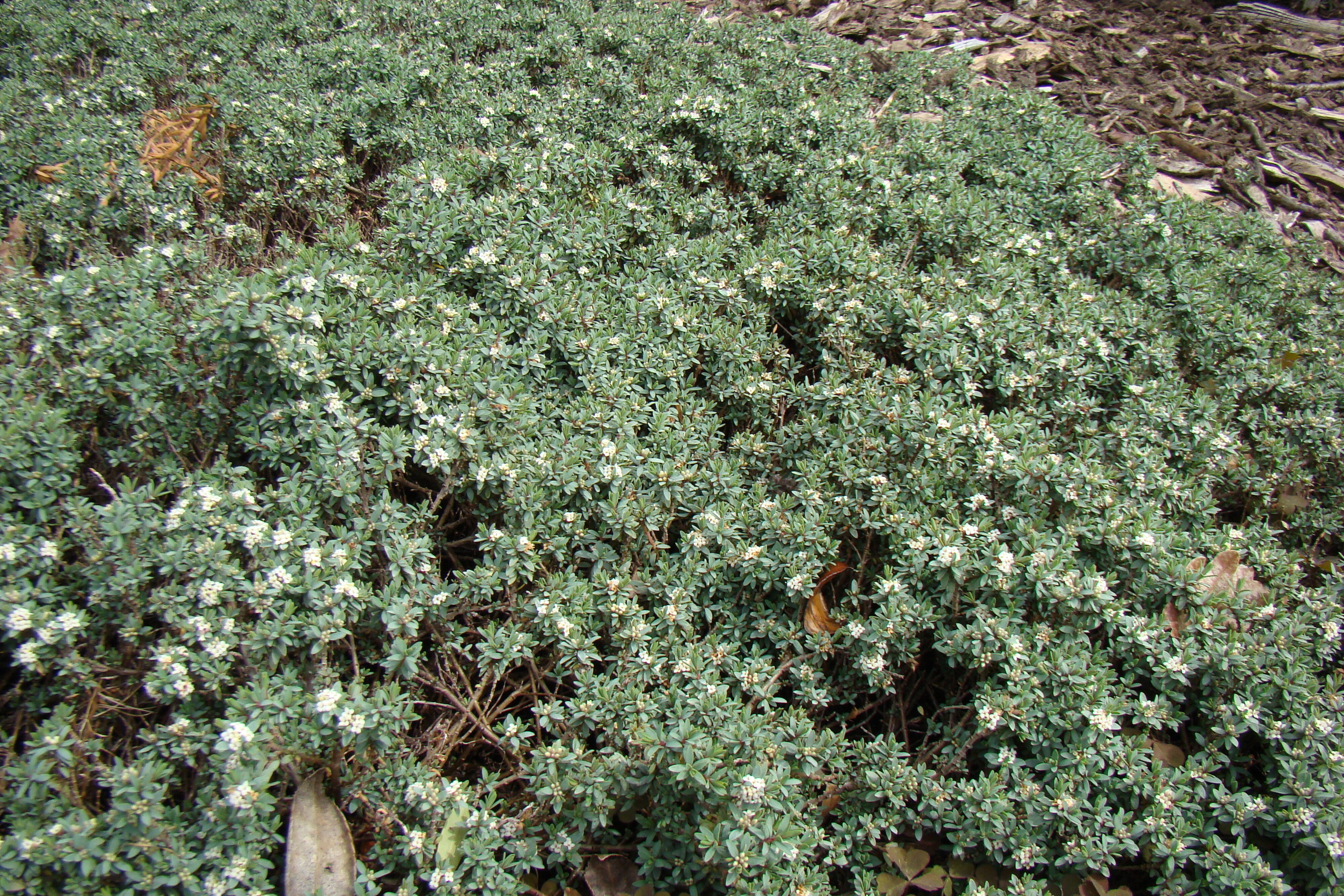 Pimelea prostrata Quick Silver 2