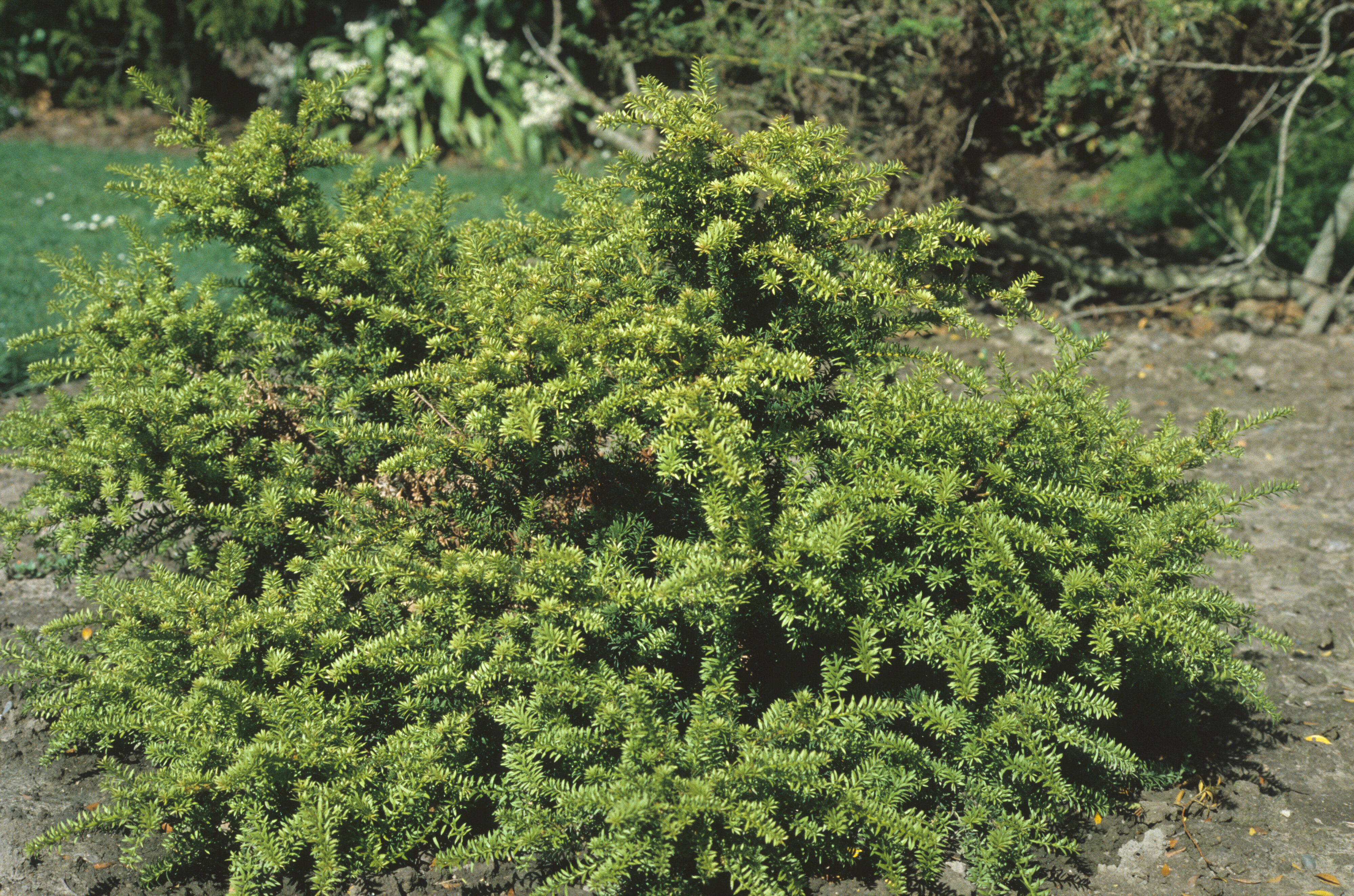 Podocarpus nivalis