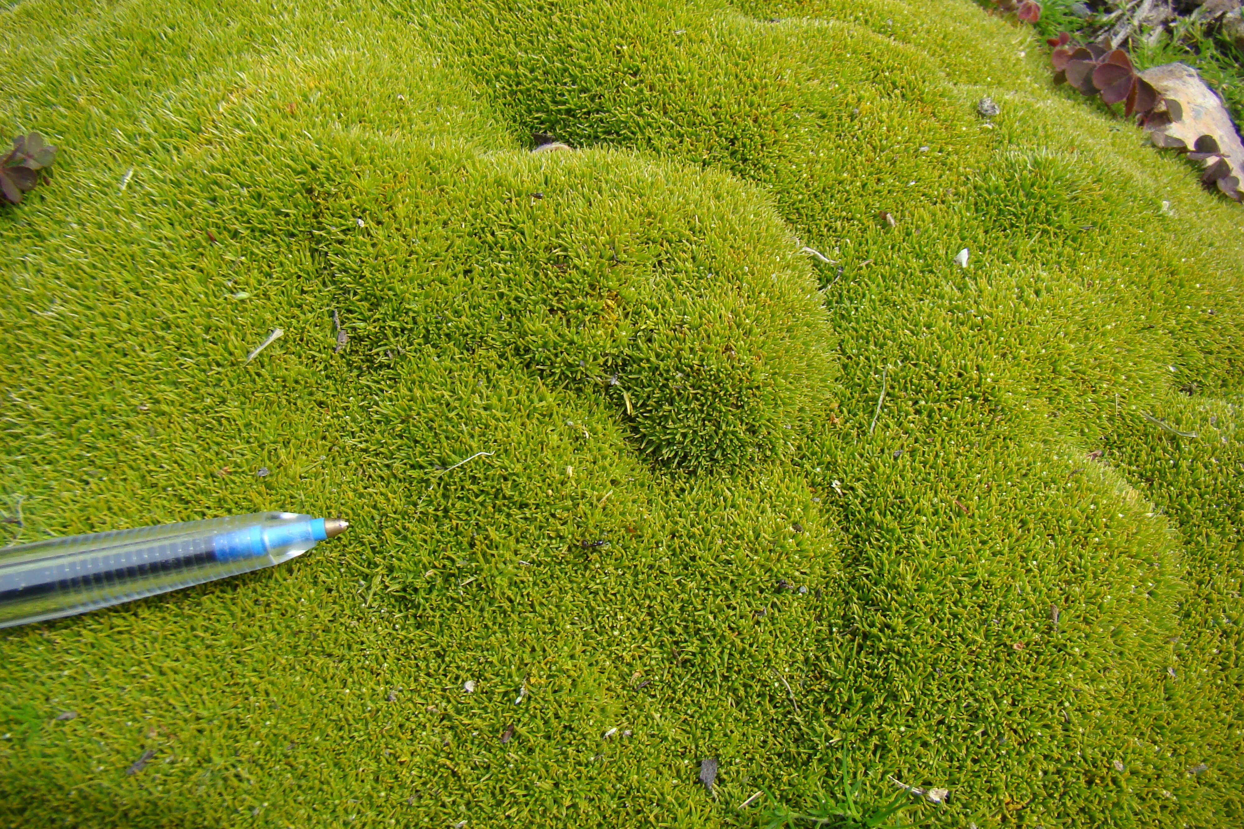 Scleranthus biflorus