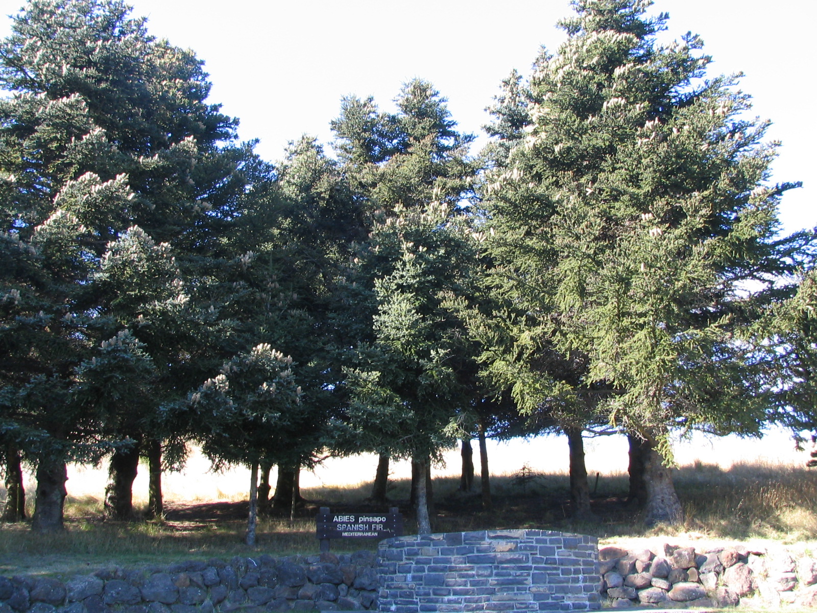 Abies pinsapo 4