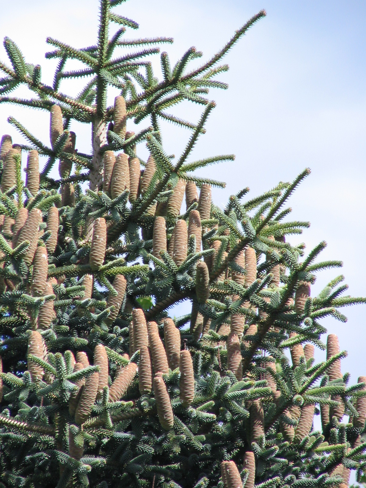 Abies pinsapo 6
