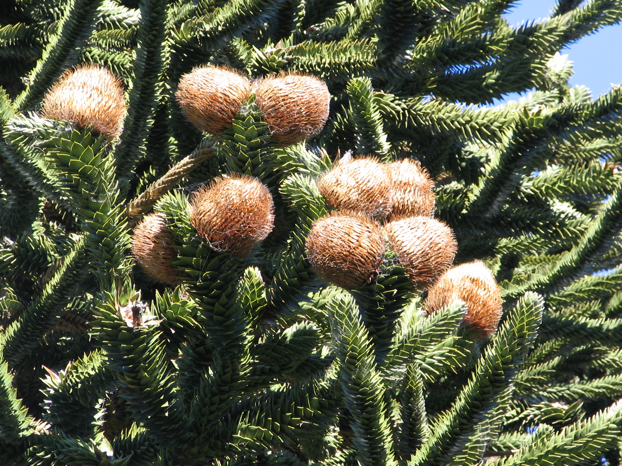 Araucaria araucana 2