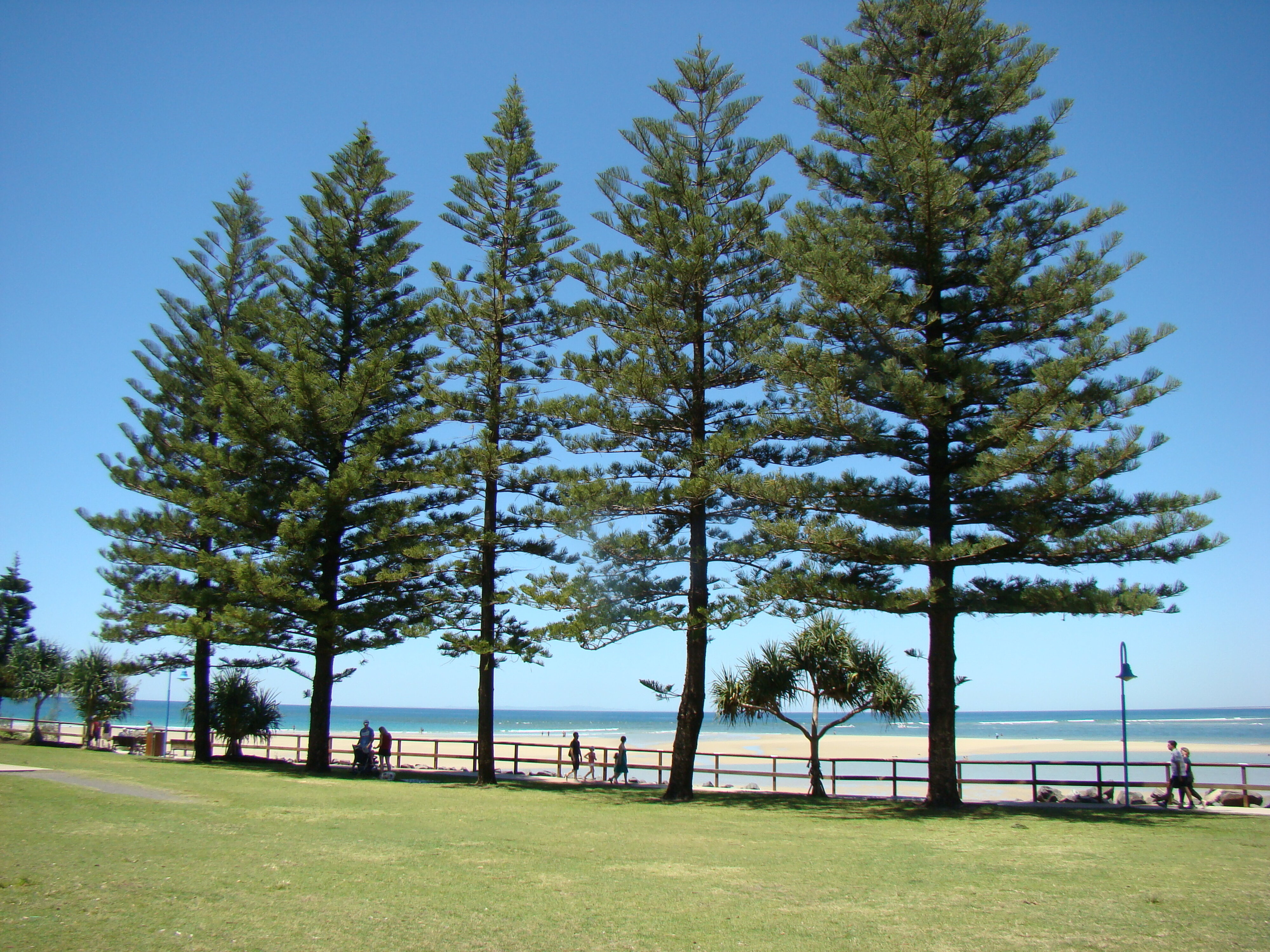 Araucaria heterophylla Caloundra