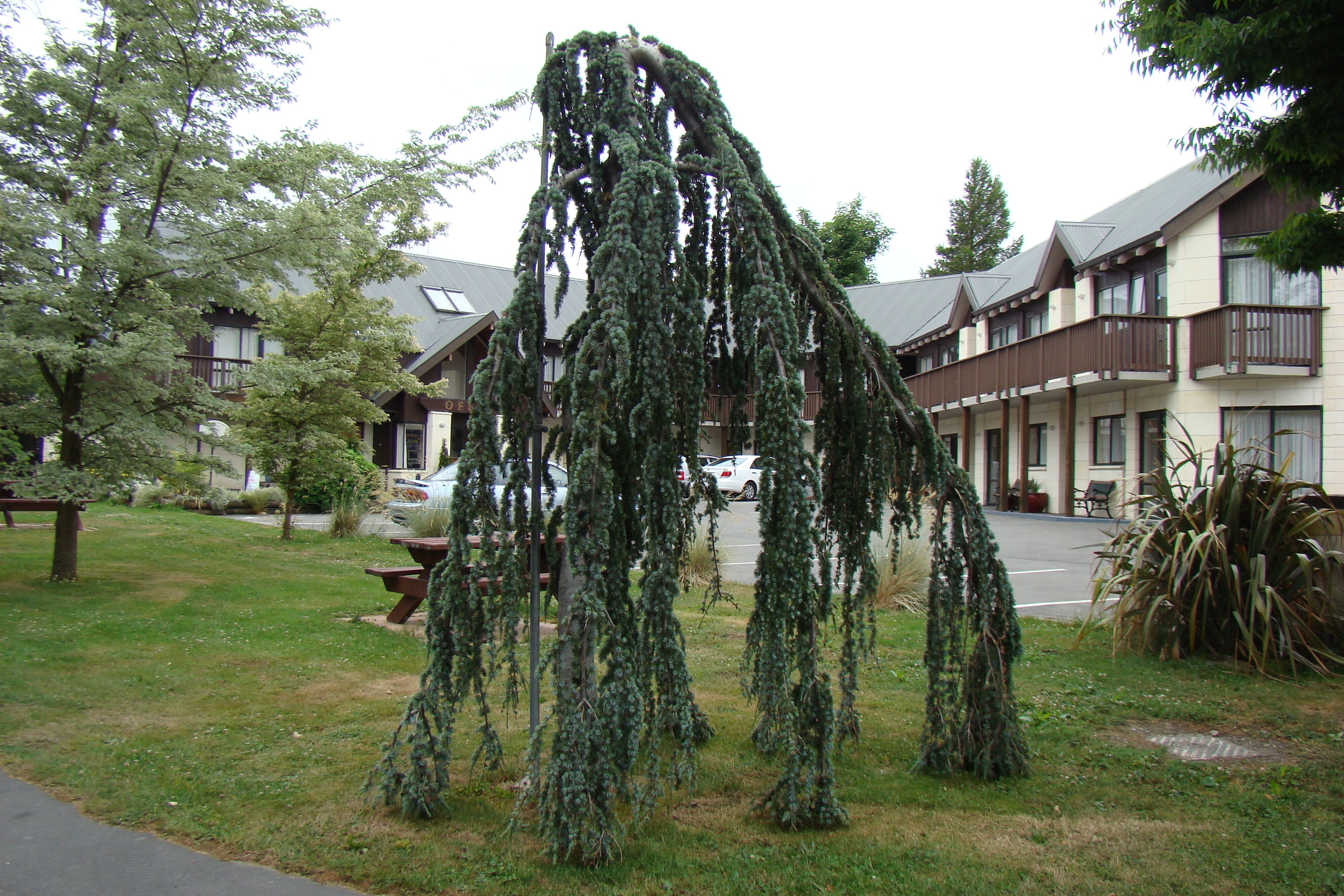 Cedrus atlantica Glauca Pendula 2