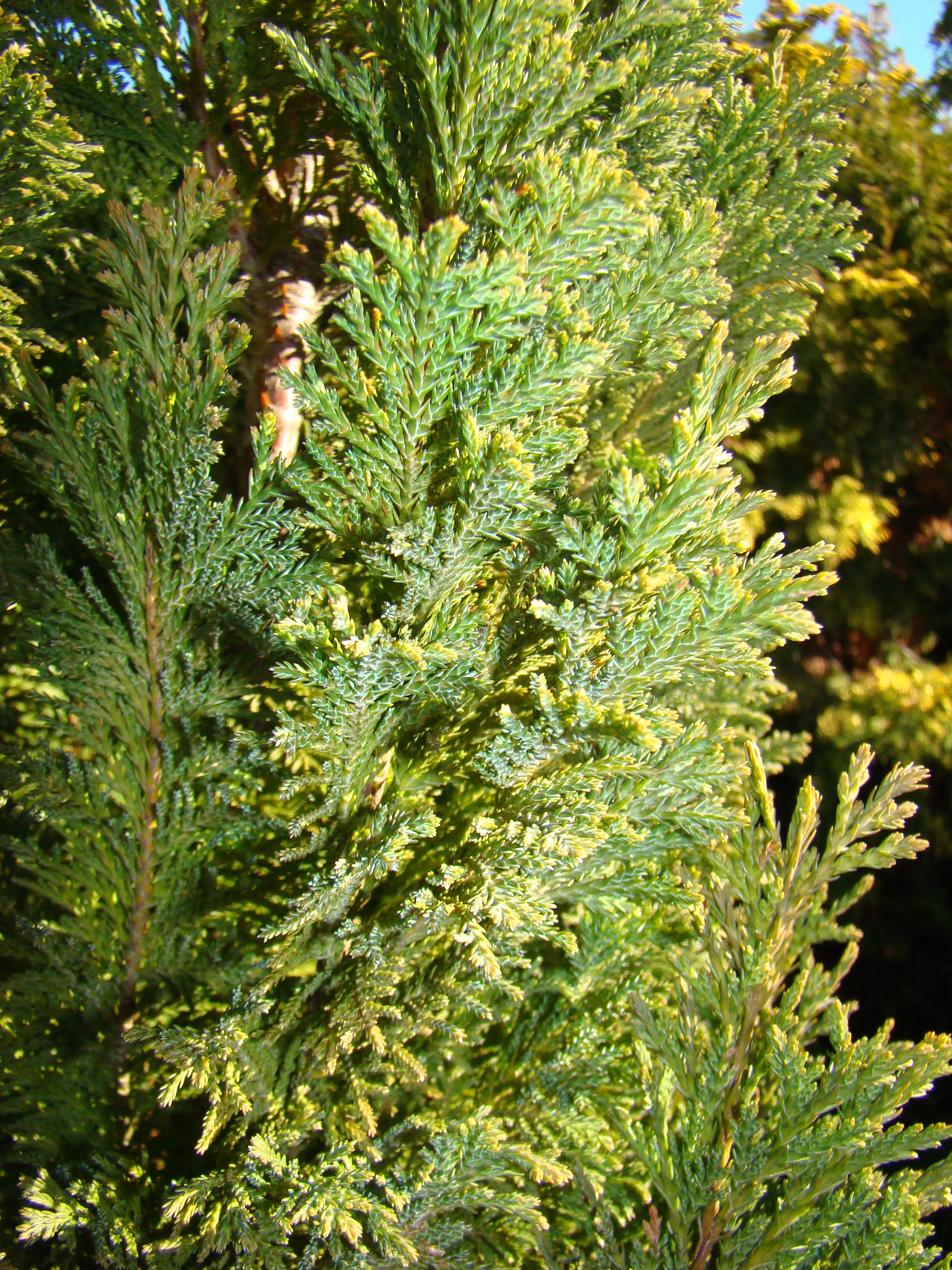 Chamaecyparis lawsoniana Ellwoodii 1