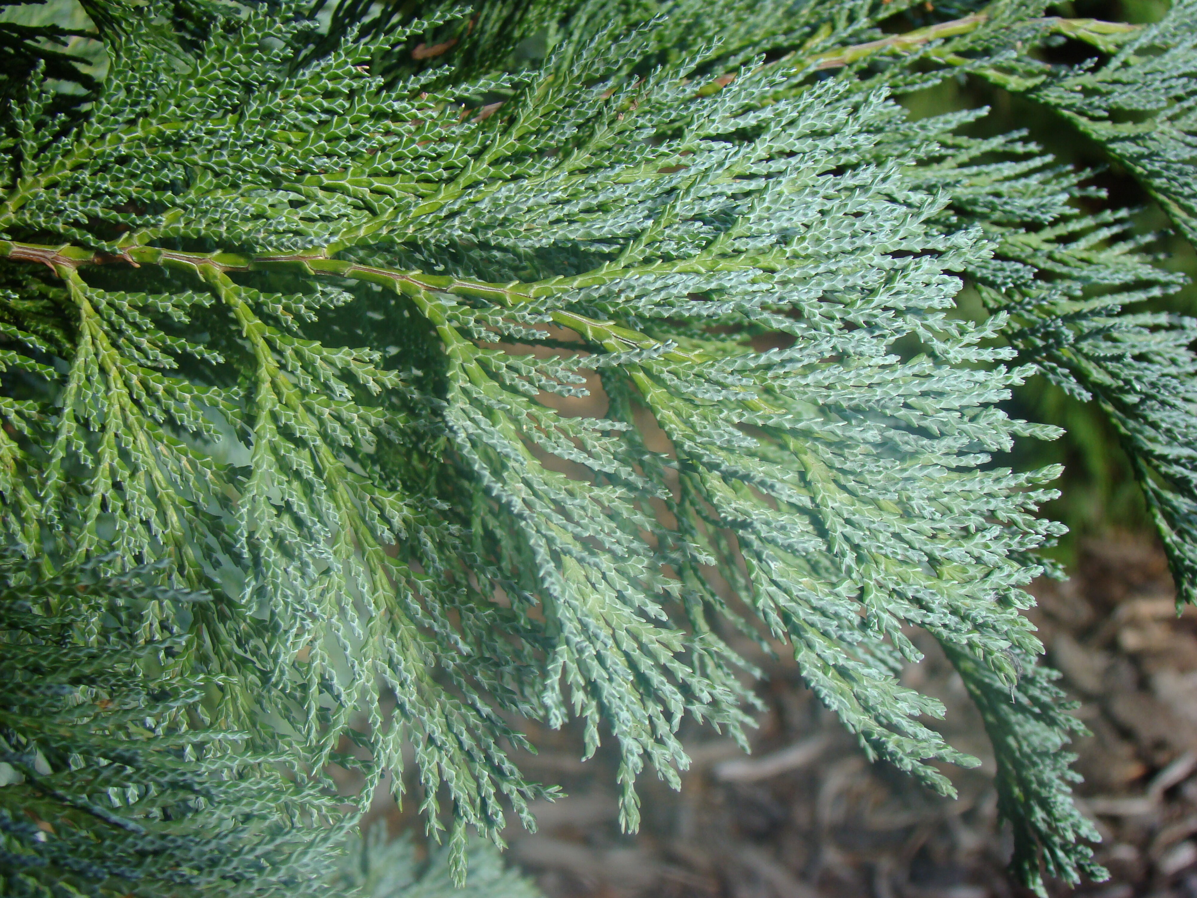 Chamaecyparis lawsoniana Pembury Blue 1